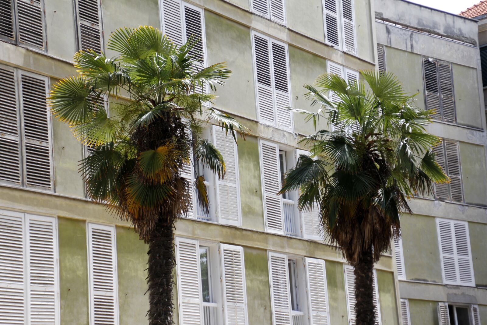 Canon EOS 60D sample photo. Palm trees, two, togetherness photography
