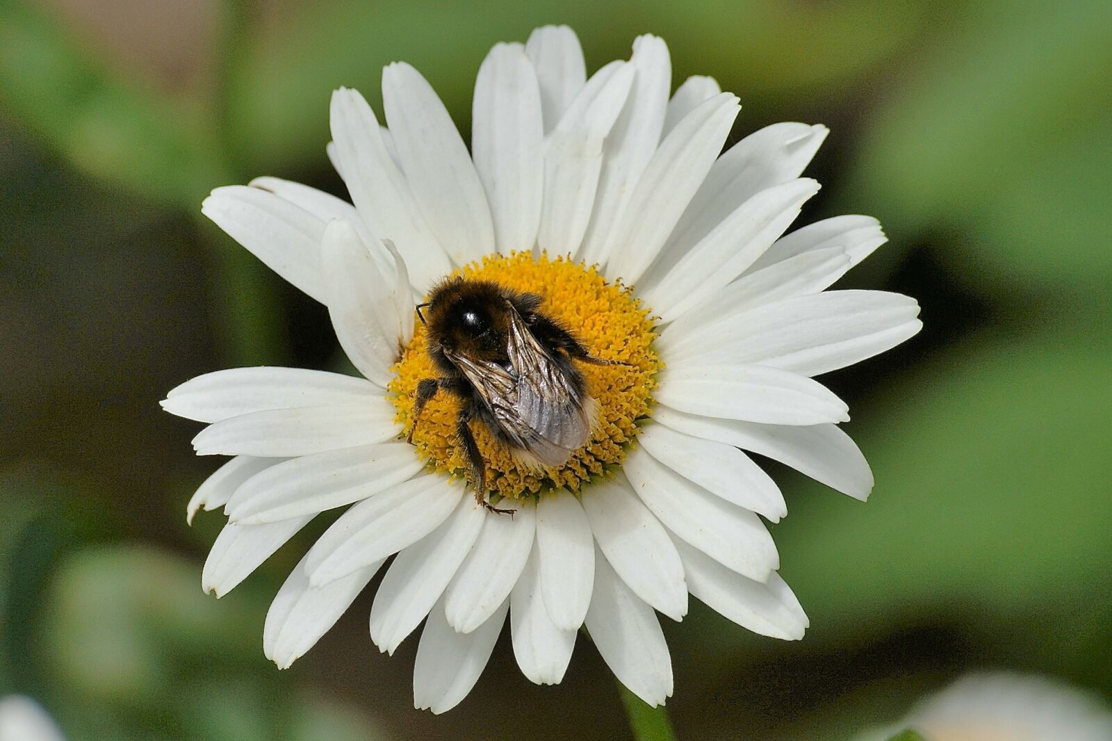 Sony Alpha DSLR-A350 sample photo. Marguerite, hummel, flower photography