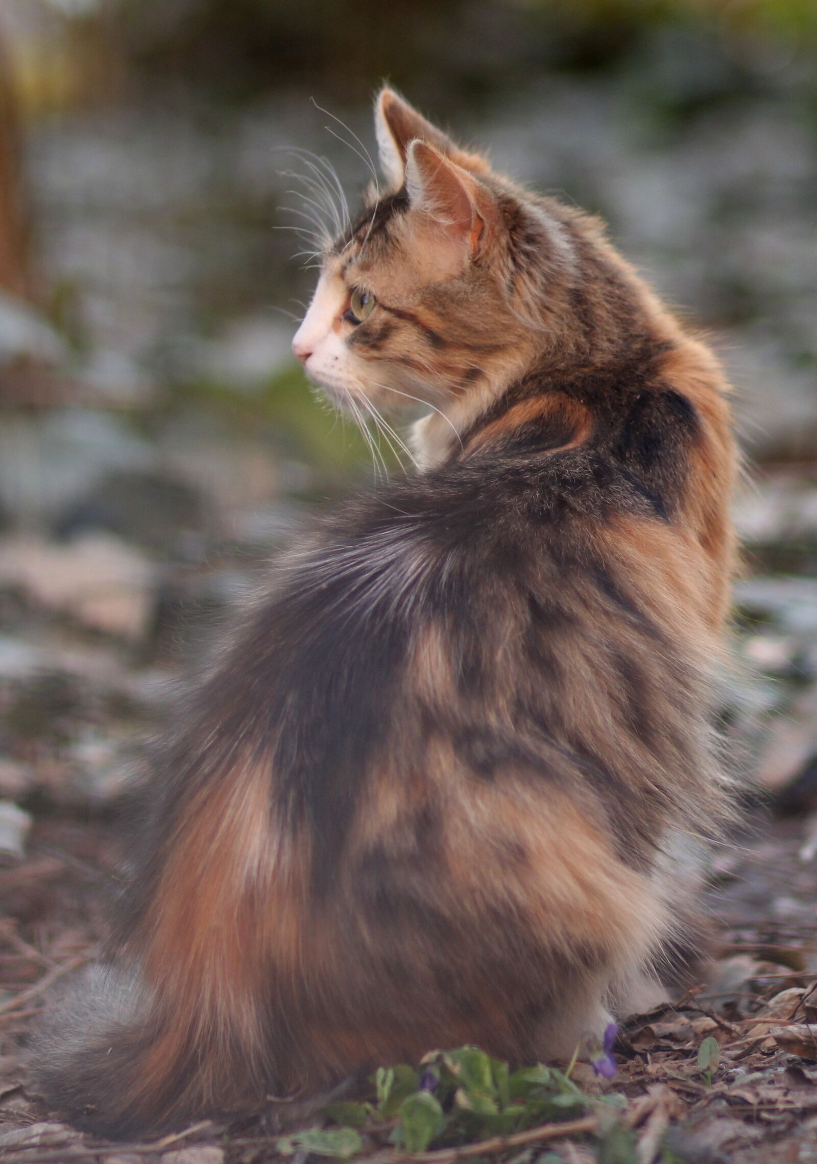 Canon EOS 700D (EOS Rebel T5i / EOS Kiss X7i) + Canon EF 85mm F1.8 USM sample photo. Cat, coloring, pet photography