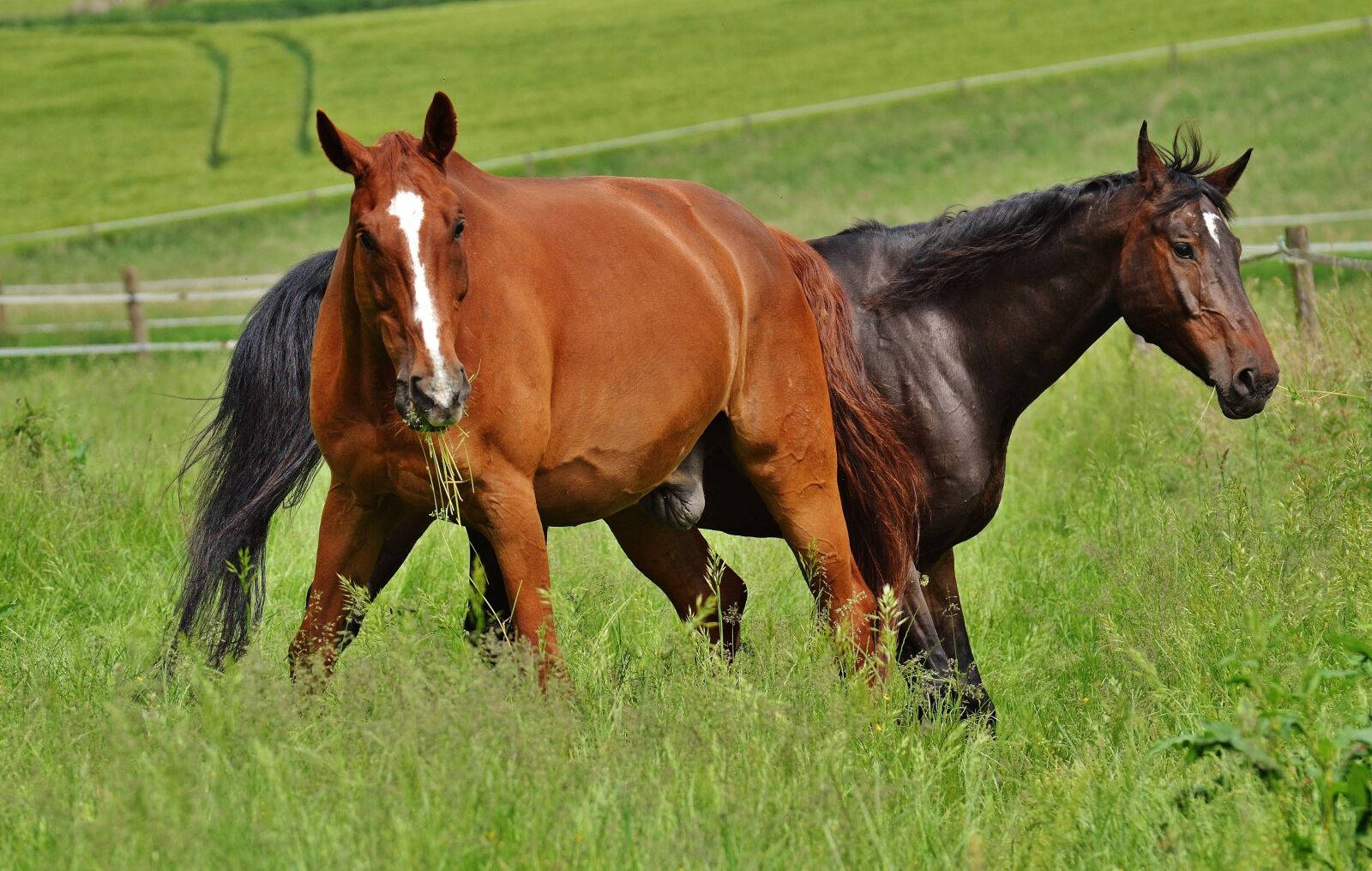 Nikon D3200 sample photo. Horses, for two, coupling photography