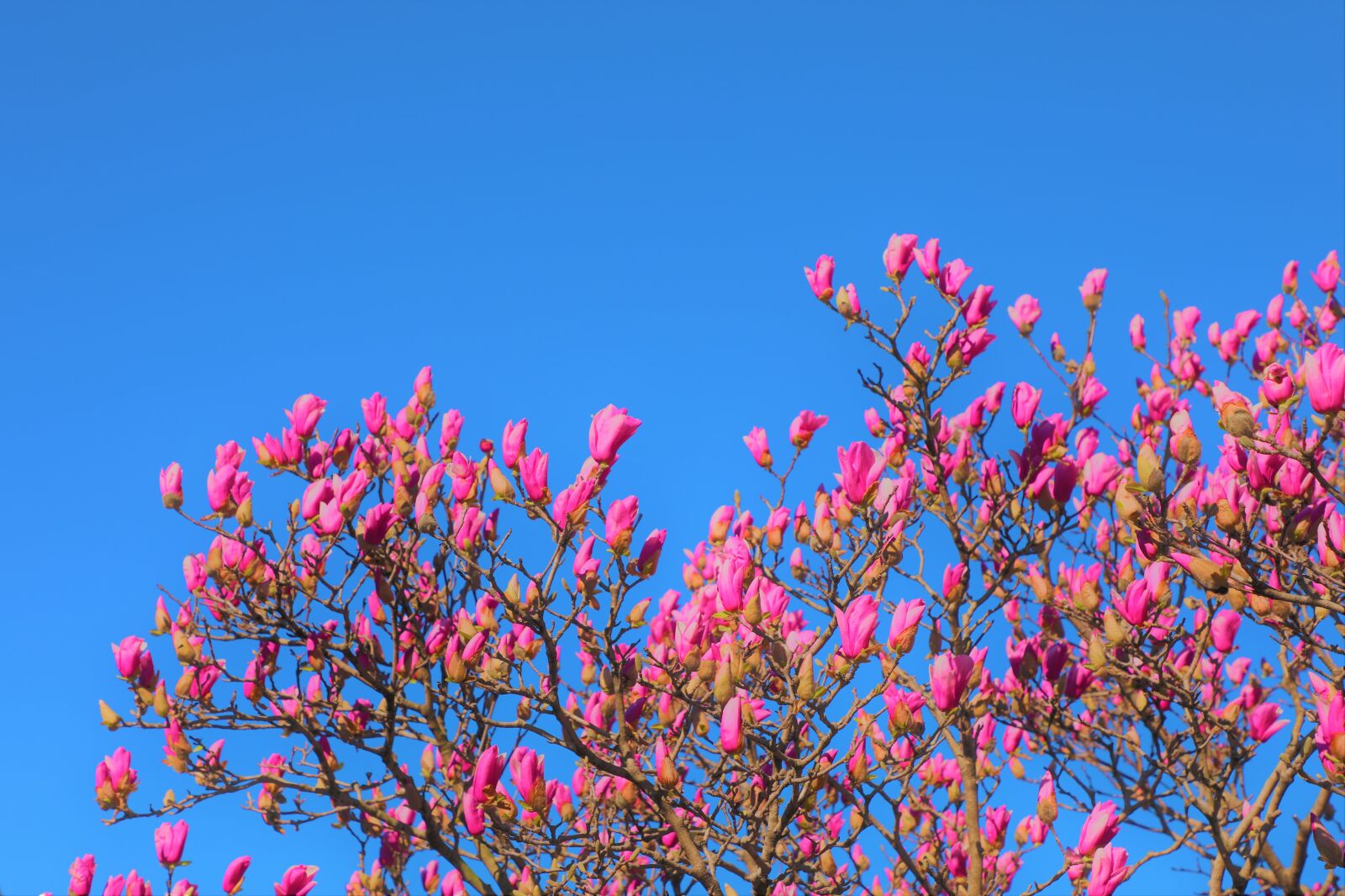 Canon EF 24-105mm F4L IS II USM sample photo. Magnolia, flower, spring photography
