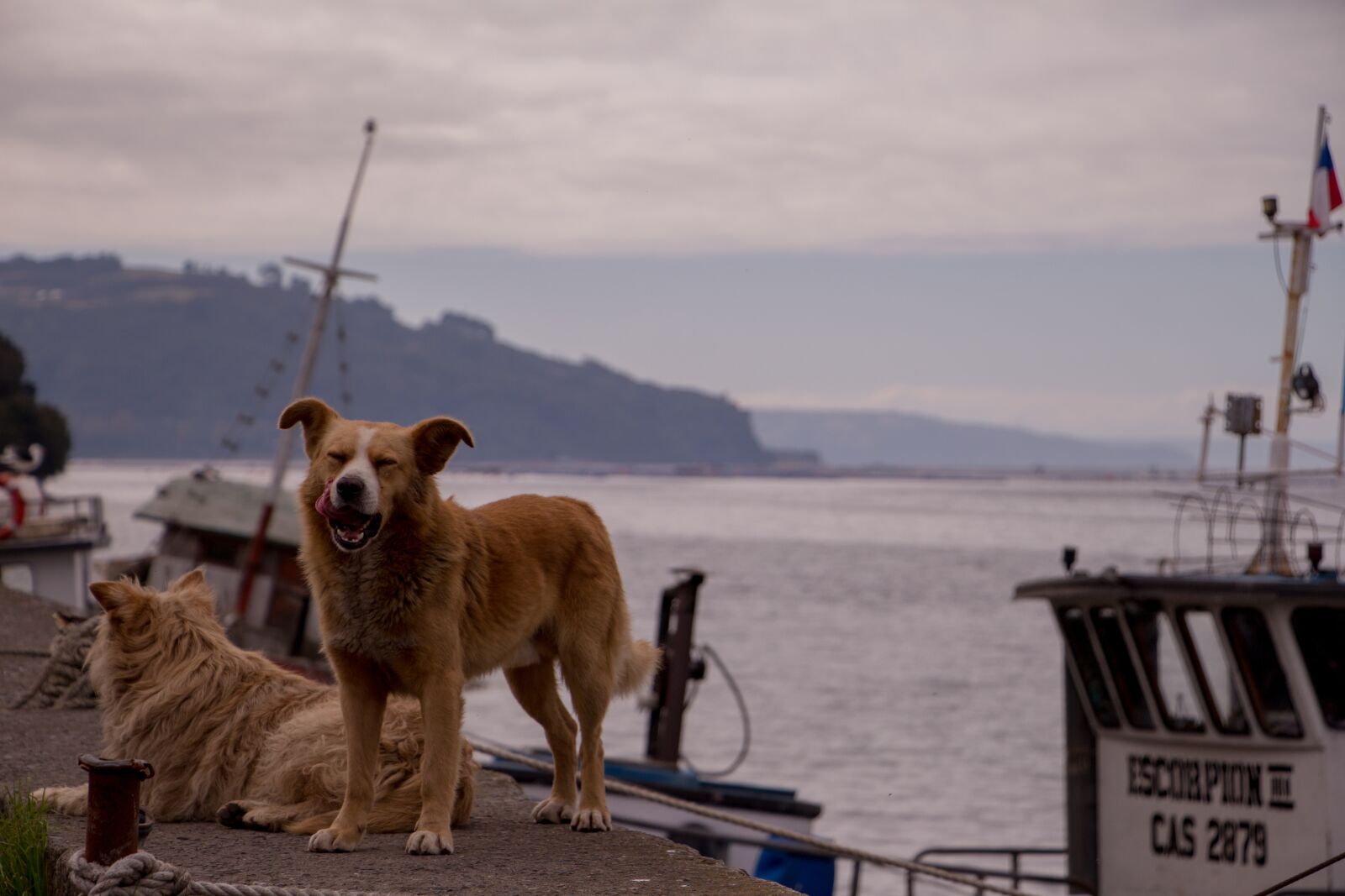 Canon EF-S 18-135mm F3.5-5.6 IS USM sample photo. Dog, chile, sea photography