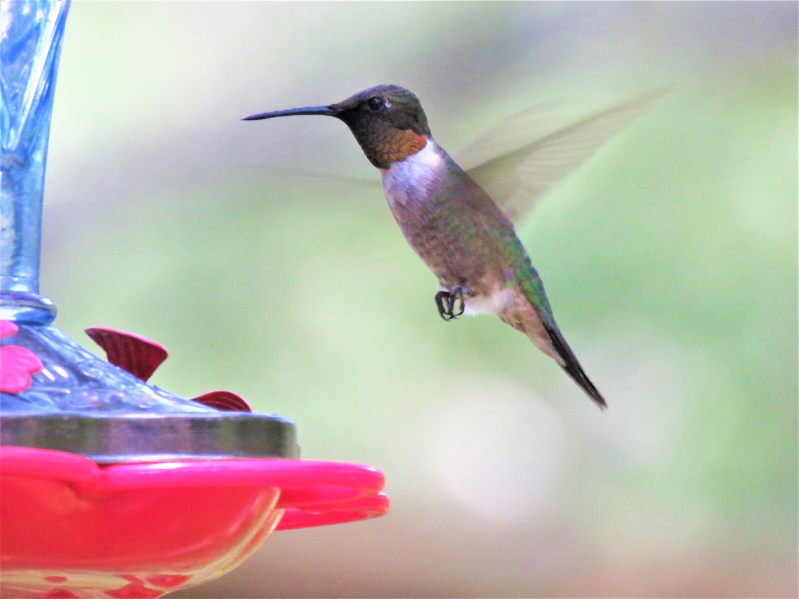 Canon PowerShot SX60 HS sample photo. Bird, in flight, hummingbird photography