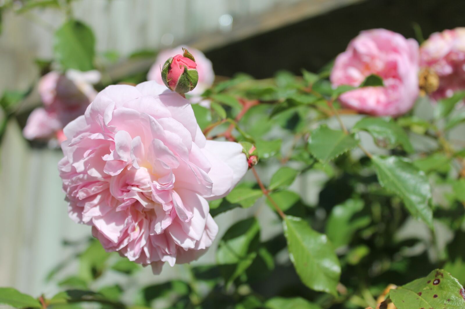 Canon EOS 1100D (EOS Rebel T3 / EOS Kiss X50) sample photo. Pink roses, rose bush photography