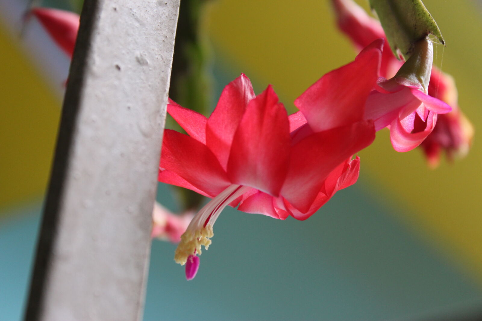 Canon EOS 700D (EOS Rebel T5i / EOS Kiss X7i) sample photo. Click, of, babl photography