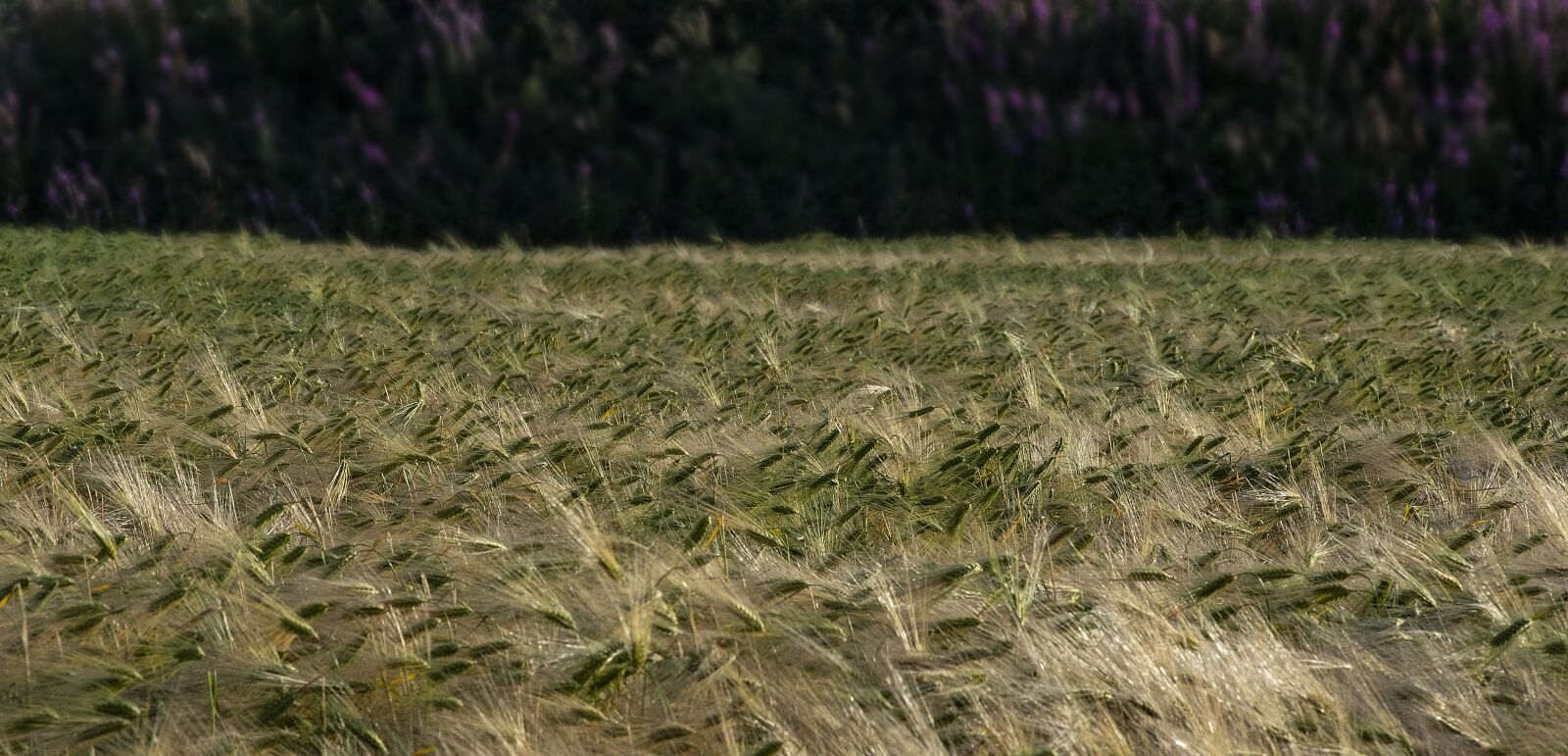 Nikon D750 sample photo. Barley field, barley, field photography