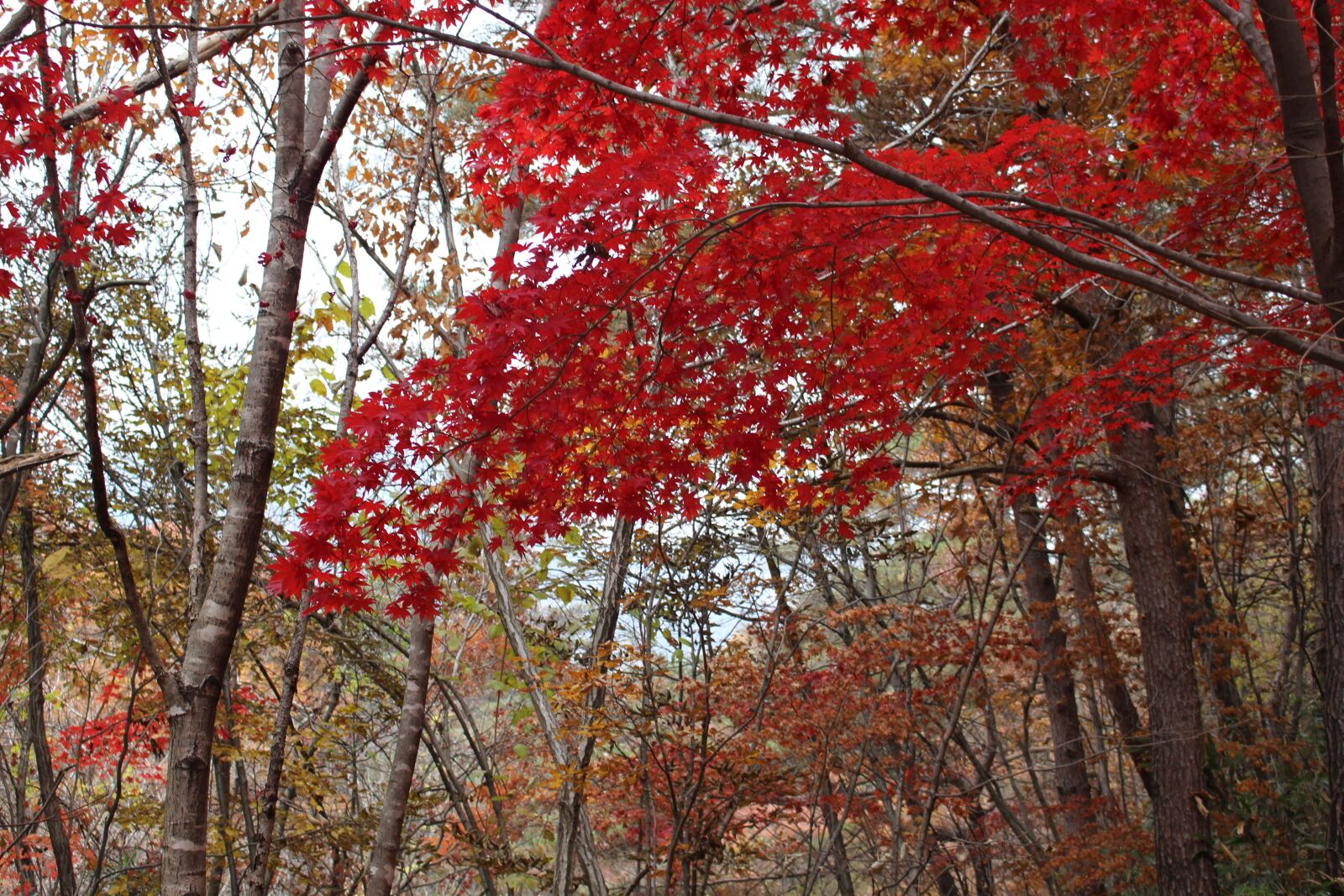 Canon EOS 100D (EOS Rebel SL1 / EOS Kiss X7) sample photo. Autumn, autumn leaves, wood photography