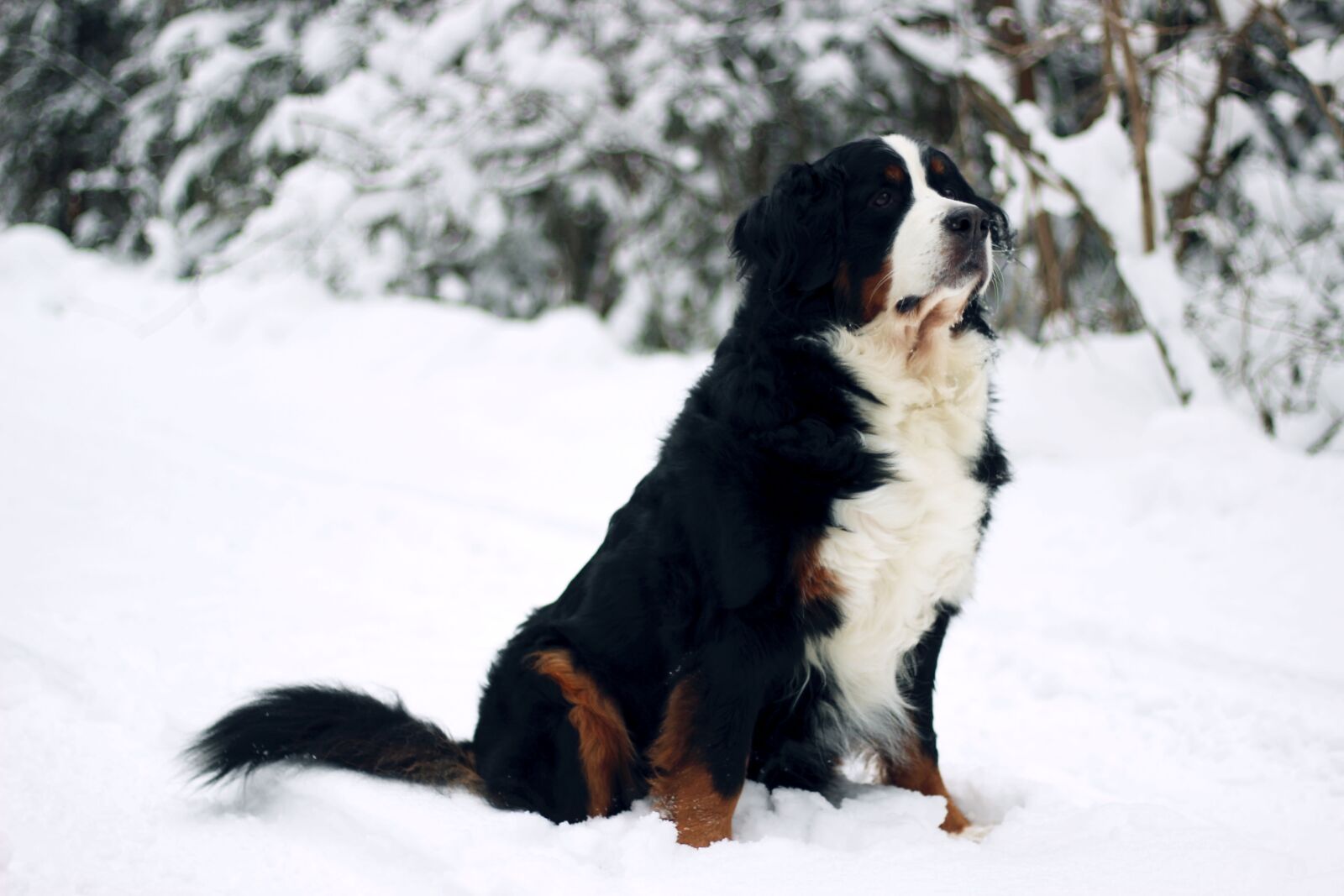 Canon EOS 600D (Rebel EOS T3i / EOS Kiss X5) + Canon EF 50mm F1.8 STM sample photo. Winter, snow, cold photography