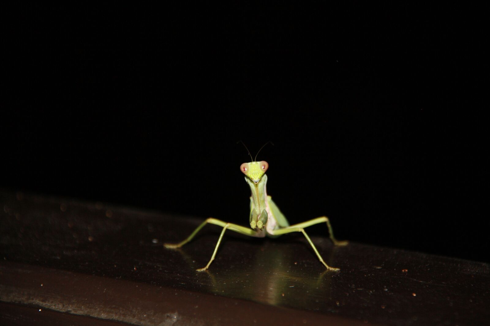 Canon EOS 1000D (EOS Digital Rebel XS / EOS Kiss F) sample photo. Insect, night, green photography