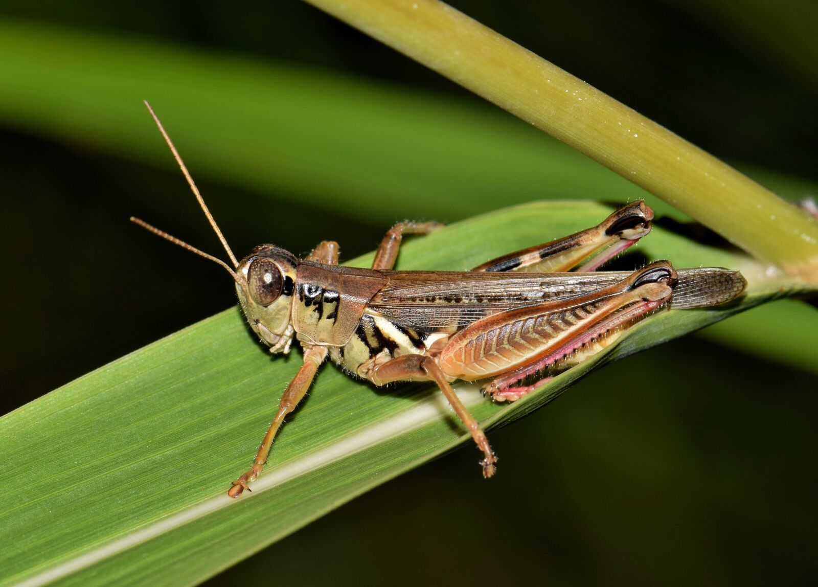 Nikon D5300 sample photo. Grasshopper, hopper, insect photography