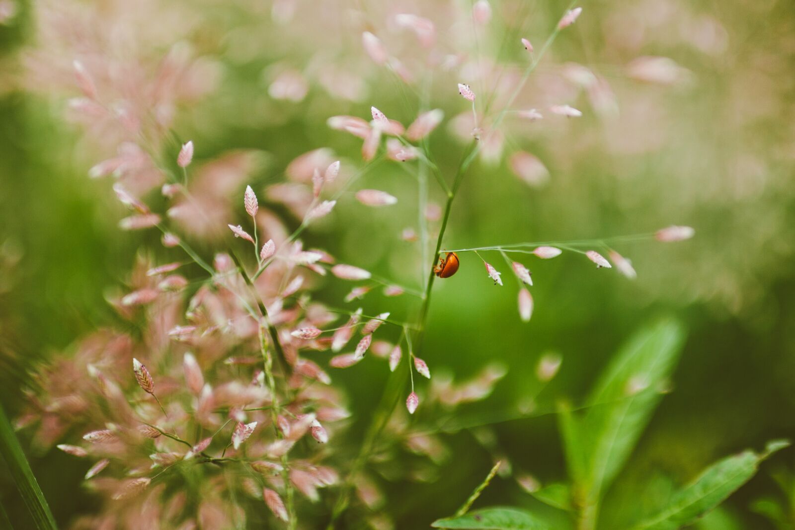 Canon EOS 5D Mark II sample photo. Nature, insect, flower photography