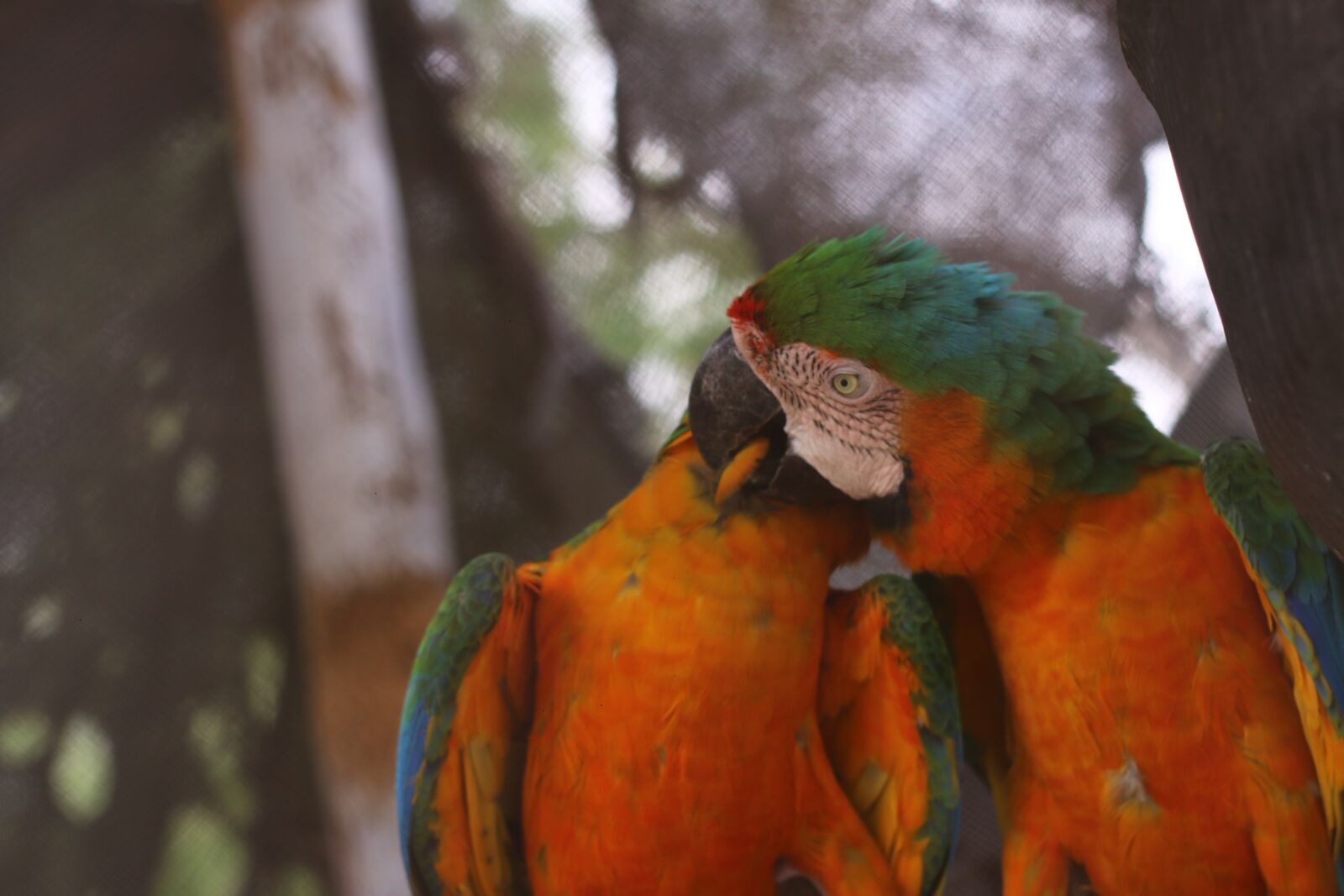 Canon EF 50mm F1.8 II sample photo. Parrot, animals, loro photography