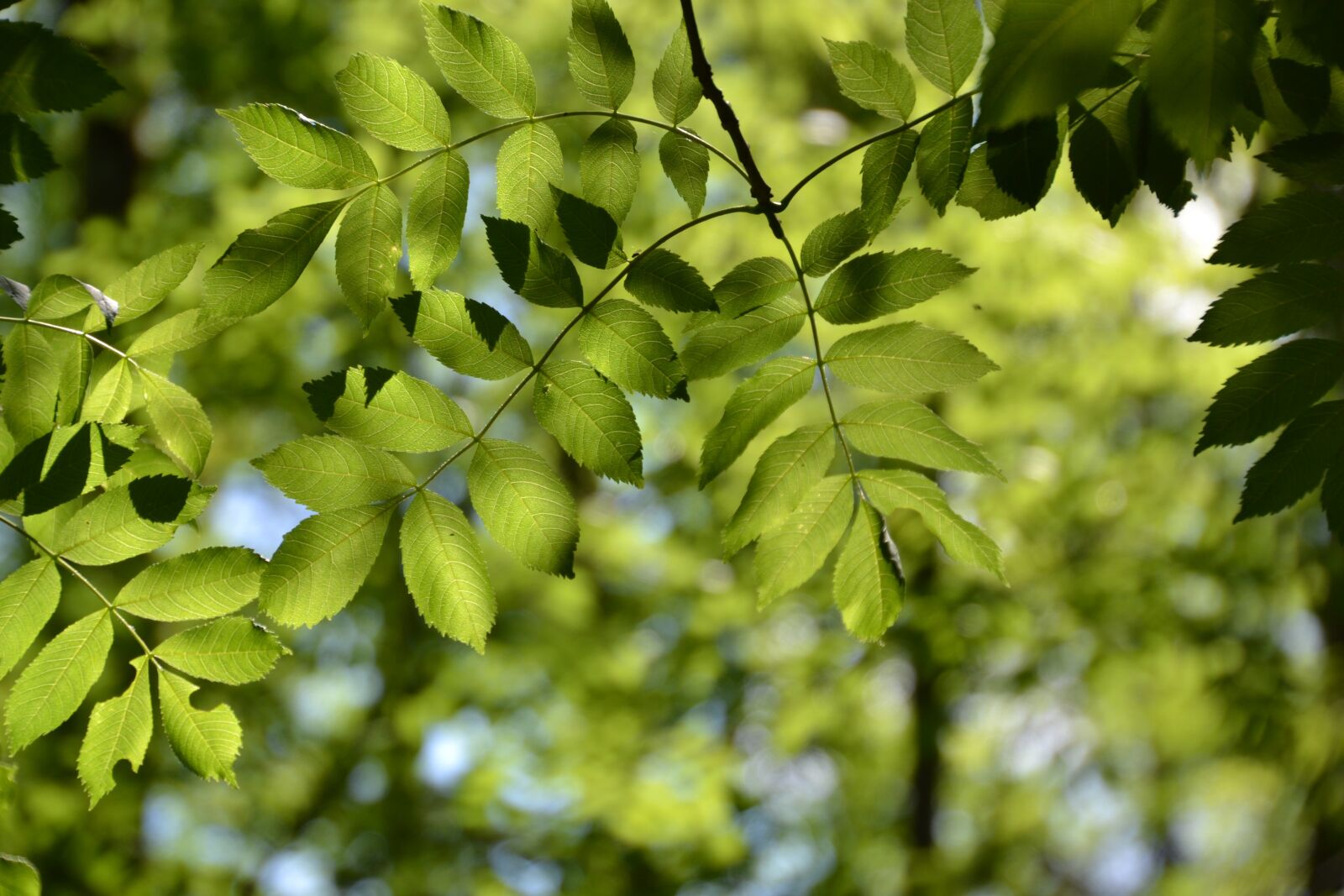 Nikon D3100 sample photo. Tree, leaves, ash photography