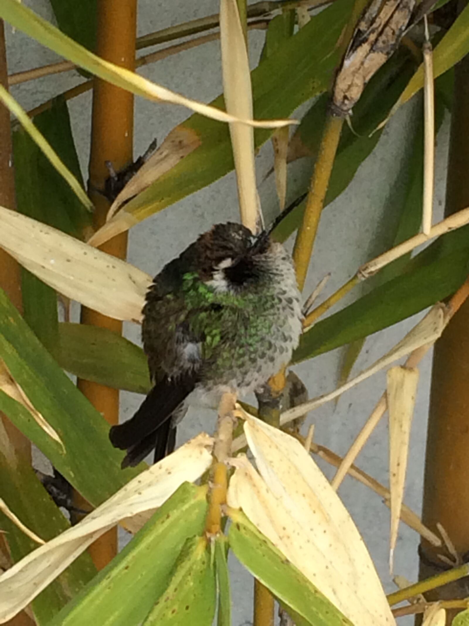 iPhone 5s back camera 4.15mm f/2.2 sample photo. Hummingbird, ave photography
