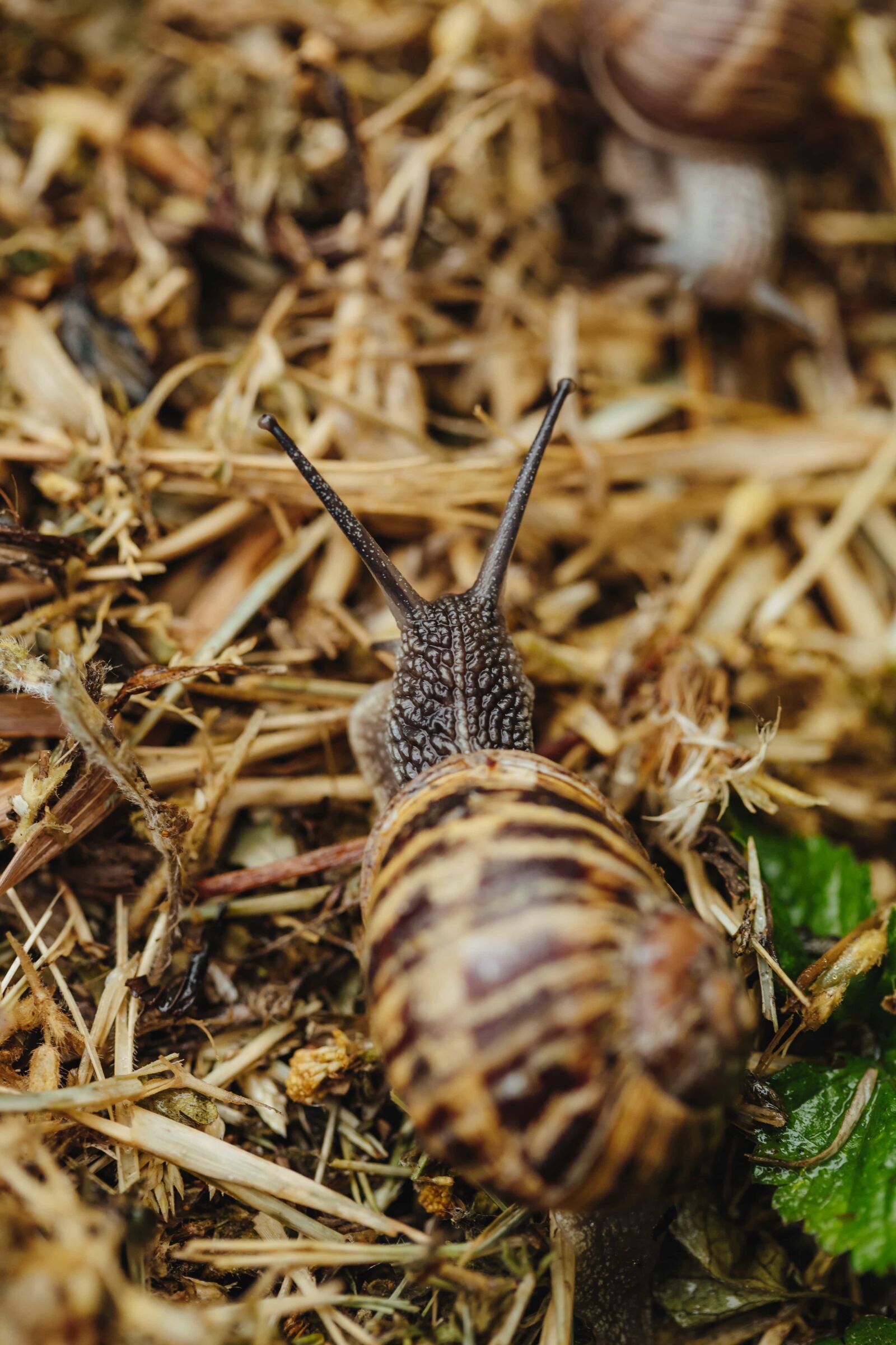 Canon EF 100mm F2.8 Macro USM sample photo. Head, skin, snail, shell photography