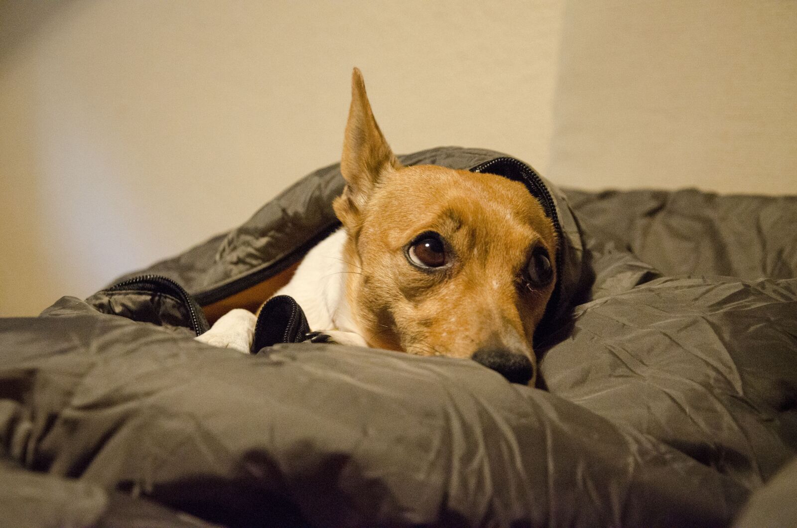 Nikon D7000 sample photo. Dogs, animals, dog photography