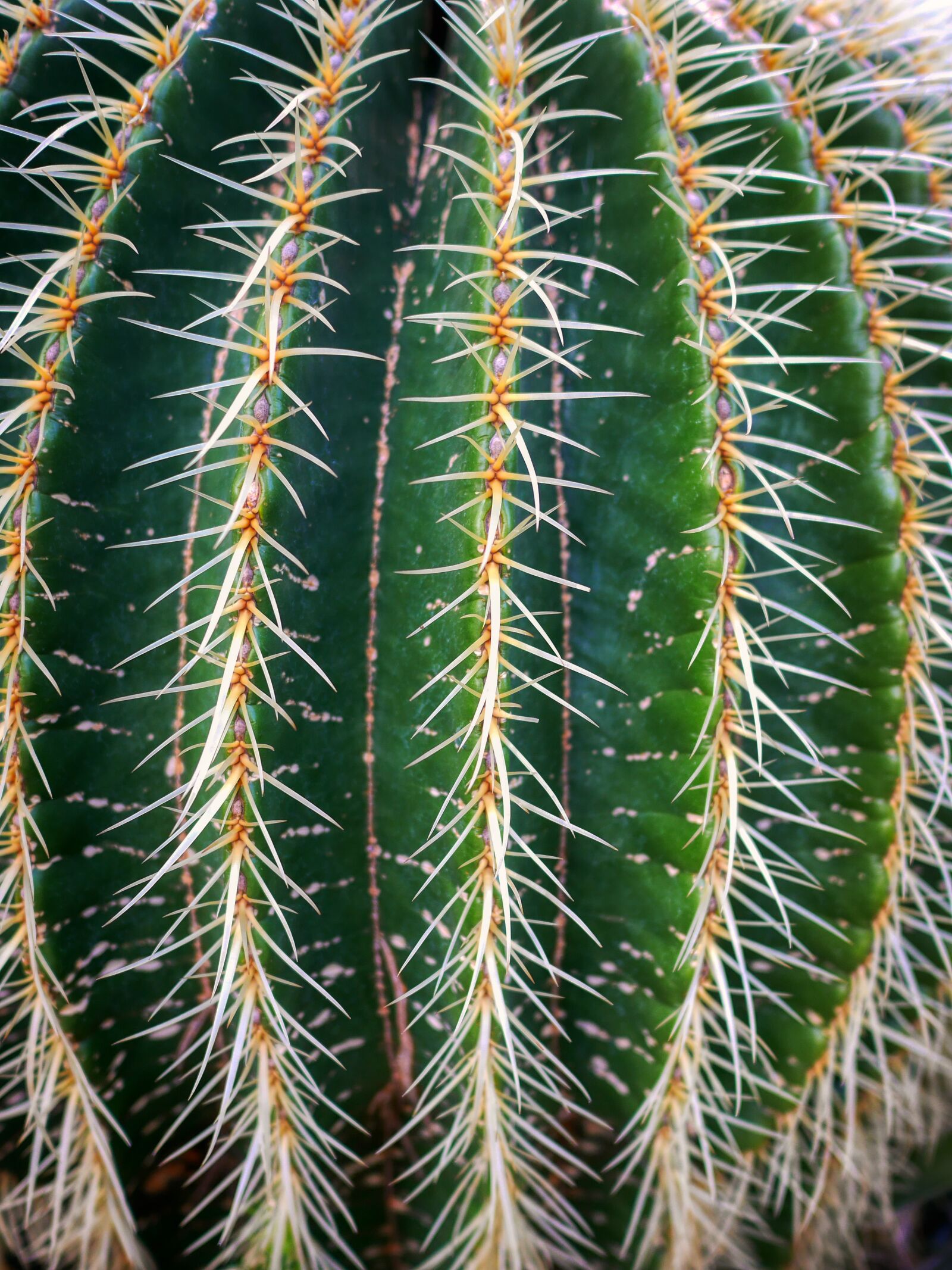 Panasonic Lumix DMC-GM1 sample photo. Cactus, plant, exotic photography