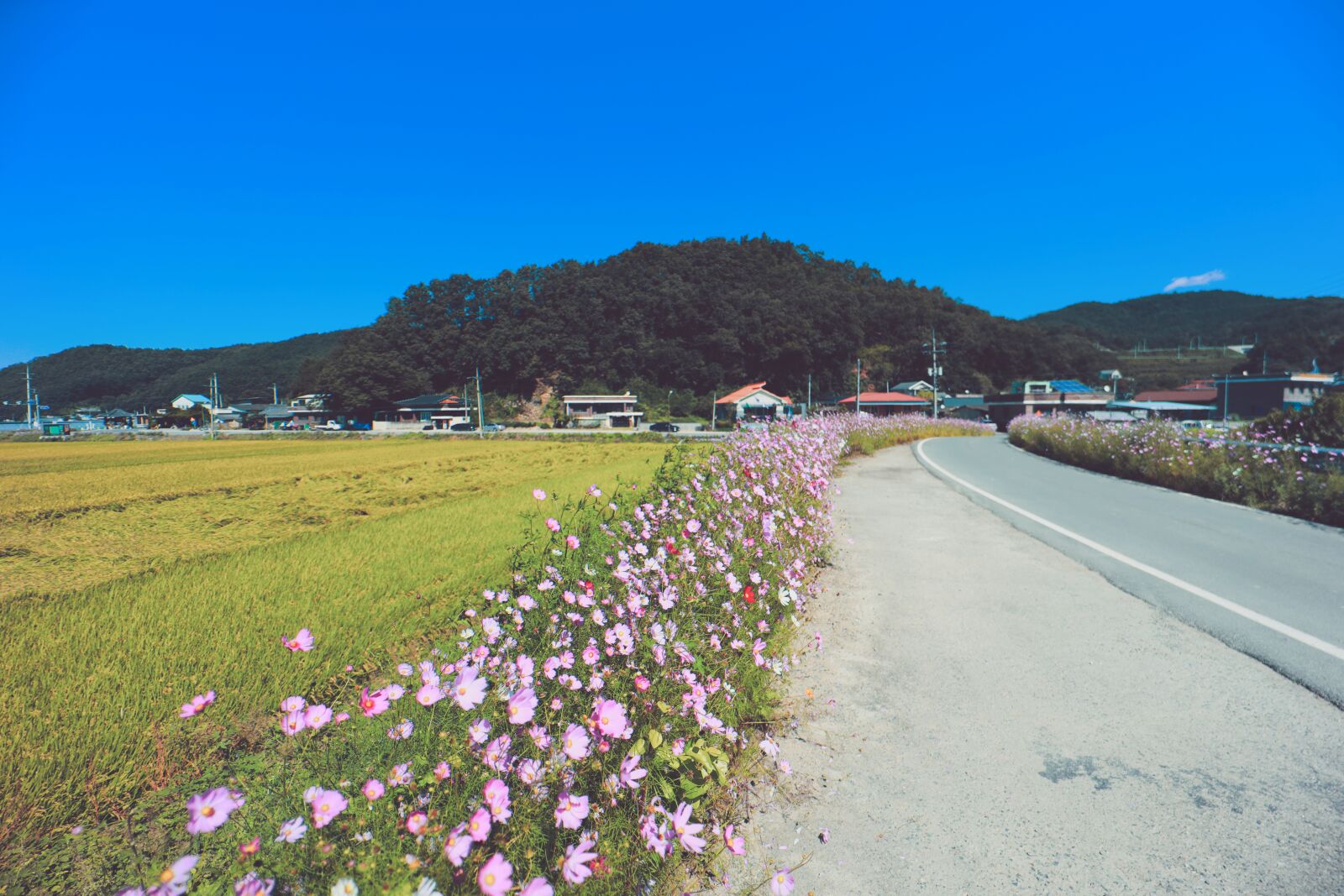 Canon EOS R sample photo. Republic of korea, anton photography