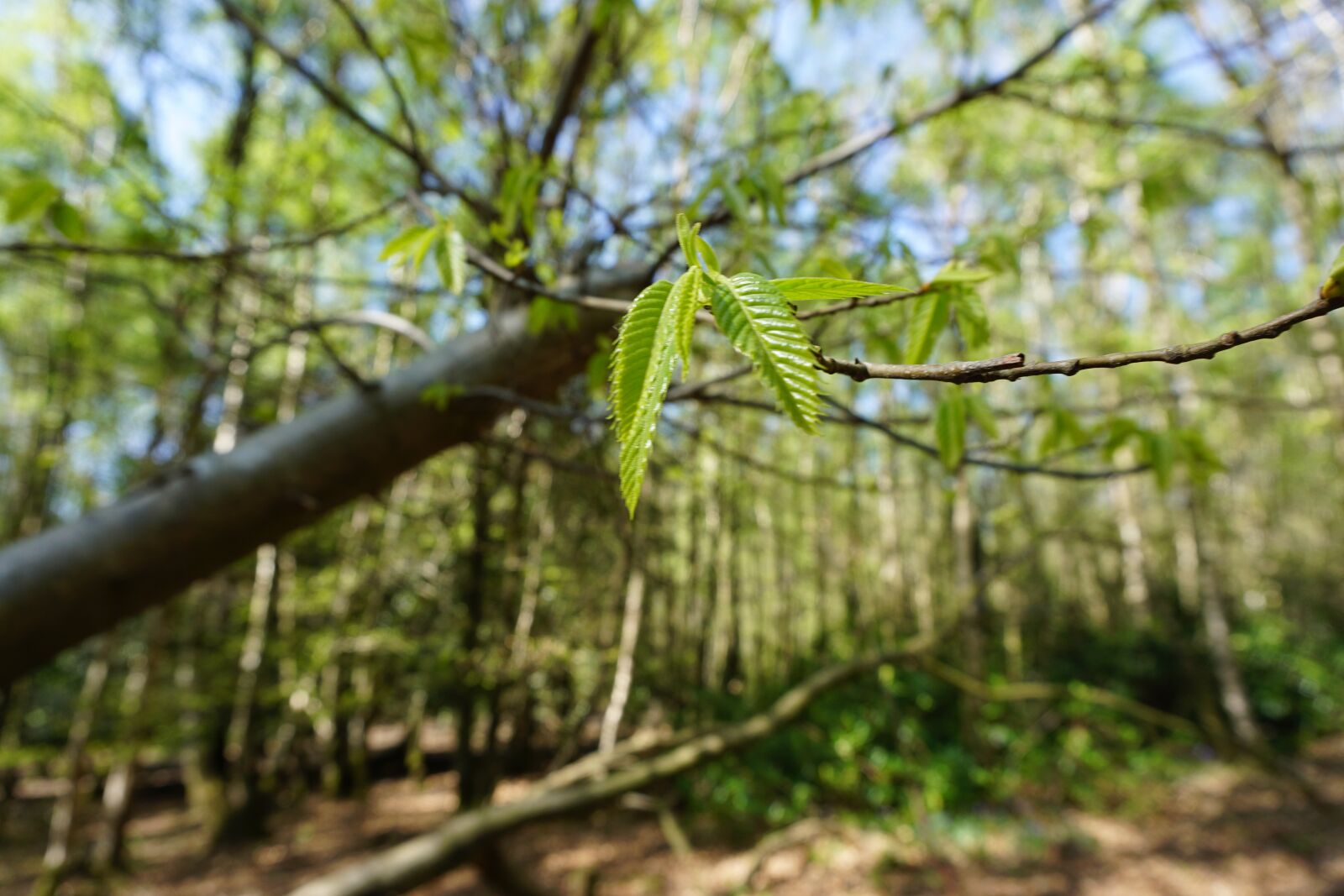Sony a6000 sample photo. Sweet chestnut, young, leaves photography