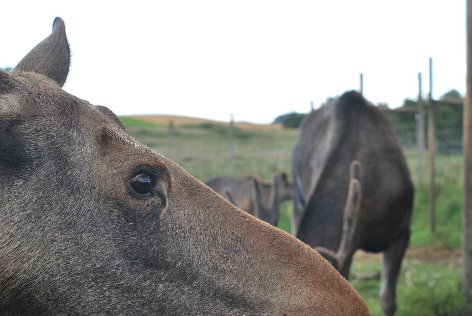 Nikon D60 sample photo. Moose, animal, wildlife photography