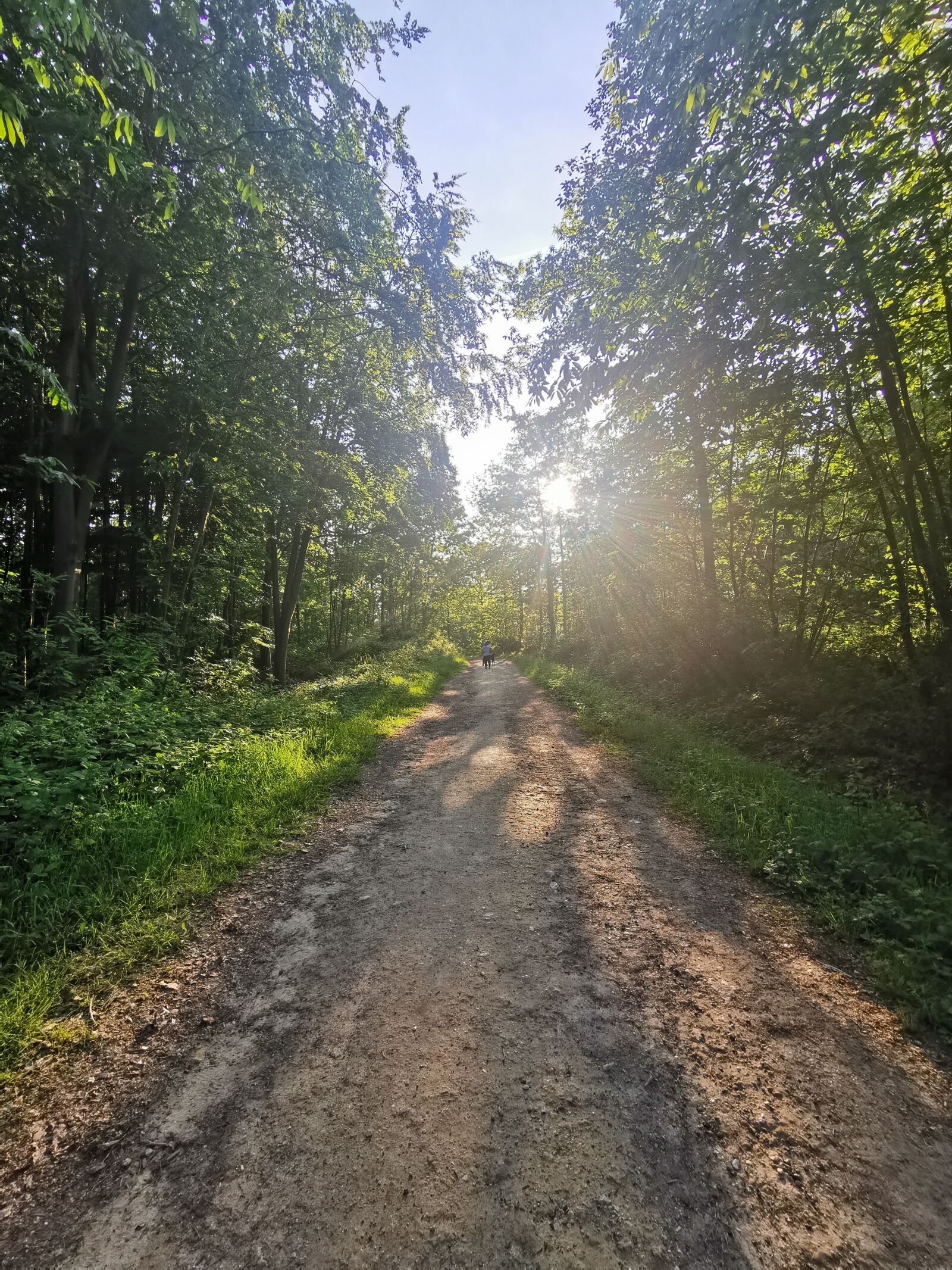 HUAWEI P30 Pro sample photo. Nature, landscape, forest photography