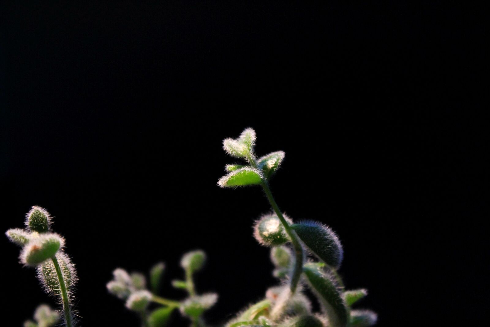 Canon EOS 1100D (EOS Rebel T3 / EOS Kiss X50) sample photo. Plant, green, black photography