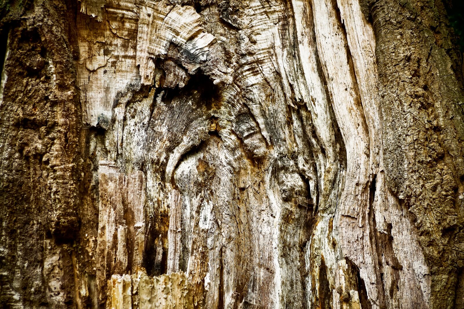 Olympus OM-D E-M10 sample photo. Tree, tree bark, log photography