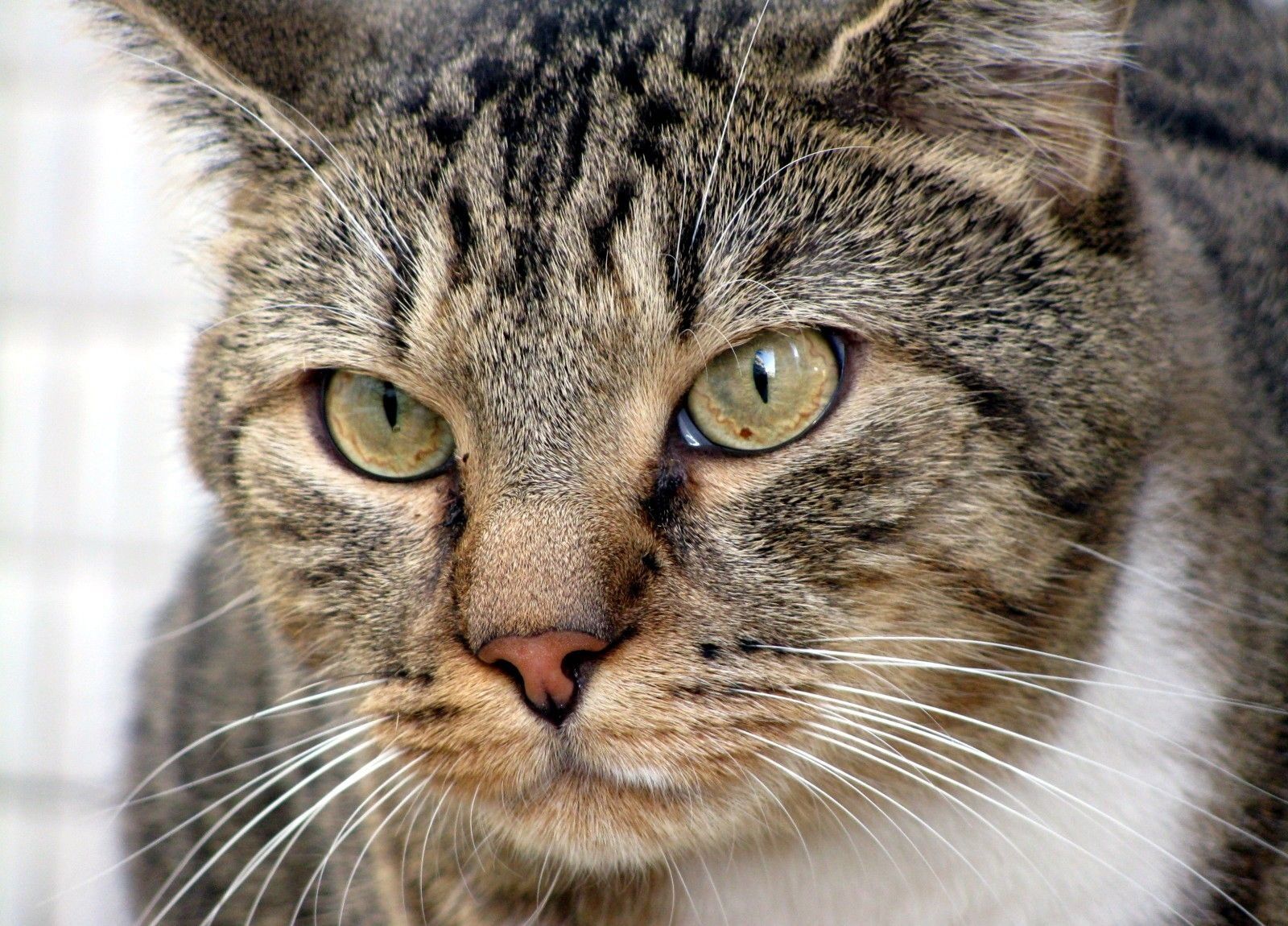 Canon POWERSHOT SX100 IS sample photo. Cat, eyes, staring photography