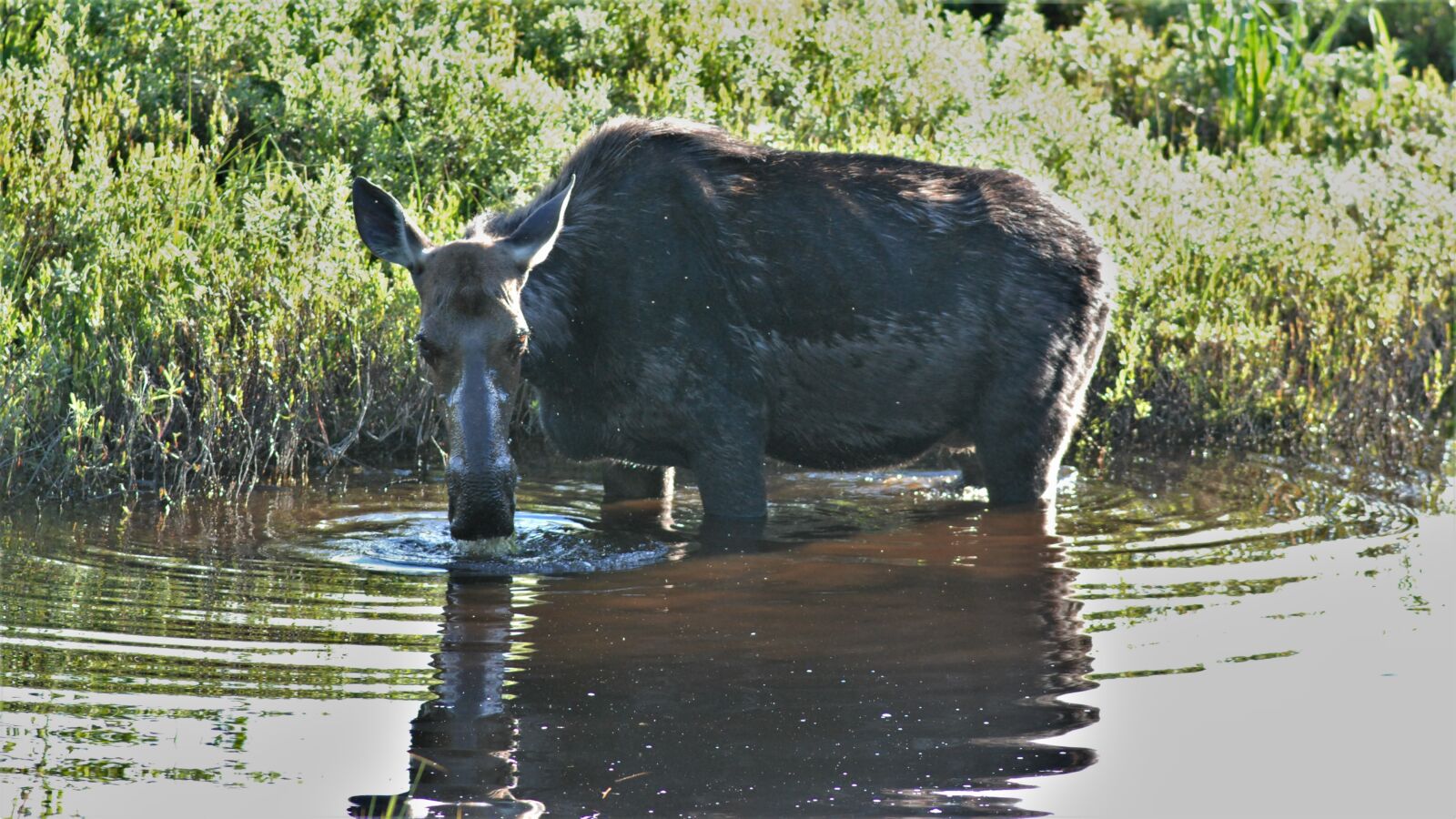 Nikon D80 sample photo. Moose, wet, eating photography