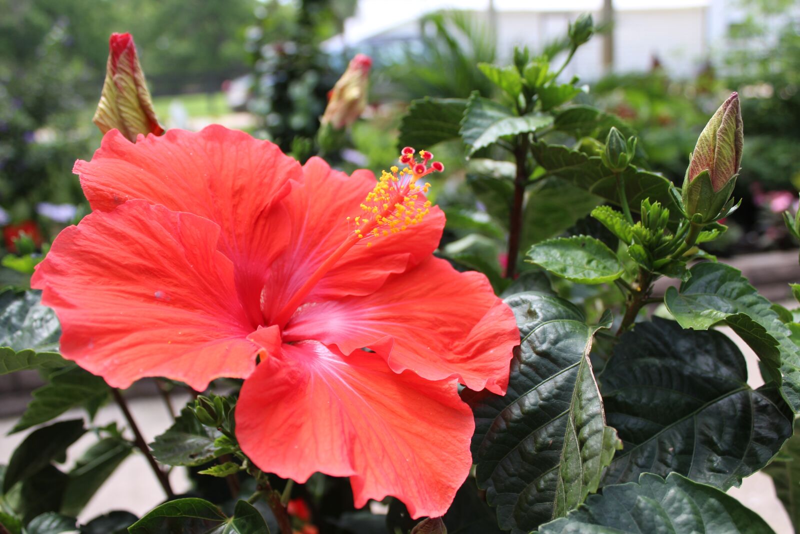 Canon EOS 1300D (EOS Rebel T6 / EOS Kiss X80) sample photo. Leaf, nature, garden photography