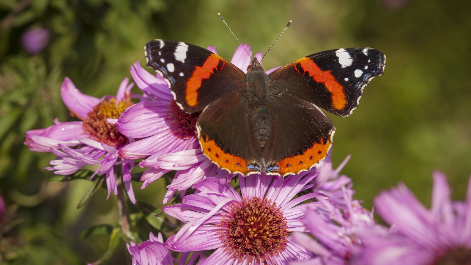 Canon EOS 5D Mark II + Canon EF 100mm F2.8 Macro USM sample photo. Admiral butterfly, butterflies, insect photography