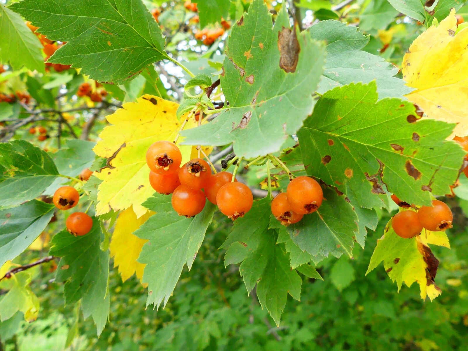 Panasonic Lumix DMC-FZ300 sample photo. Nature, hawthorn, orange photography