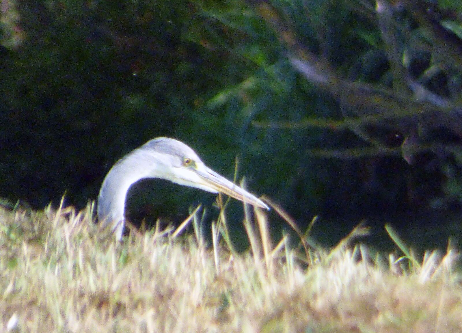Panasonic DMC-FZ72 sample photo. Crane, head, bird photography