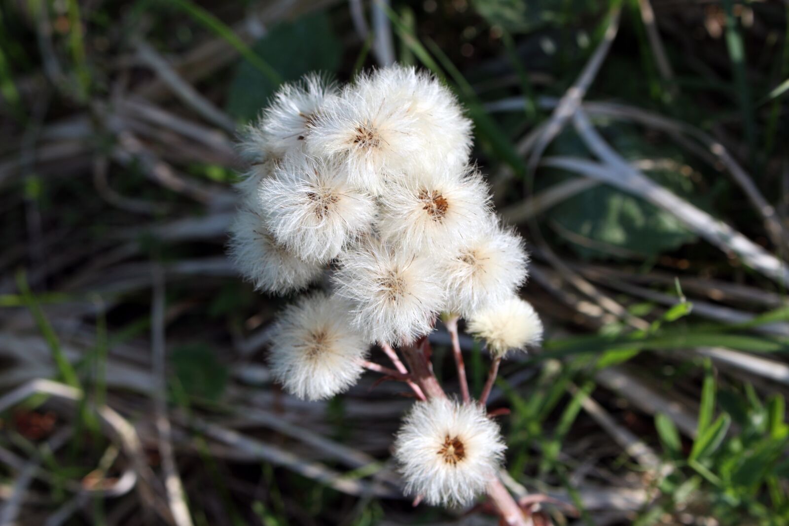 Canon EOS 700D (EOS Rebel T5i / EOS Kiss X7i) sample photo. Nature, plant, flower photography