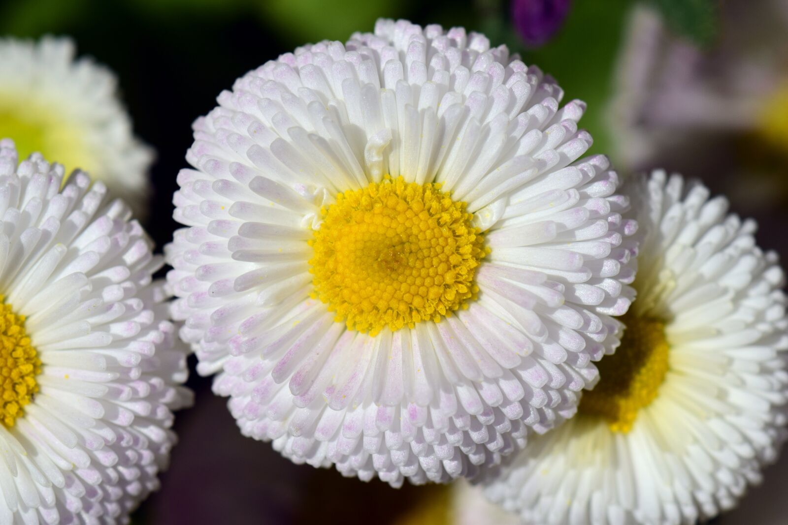 Nikon D3300 sample photo. Daisy, white, flower photography