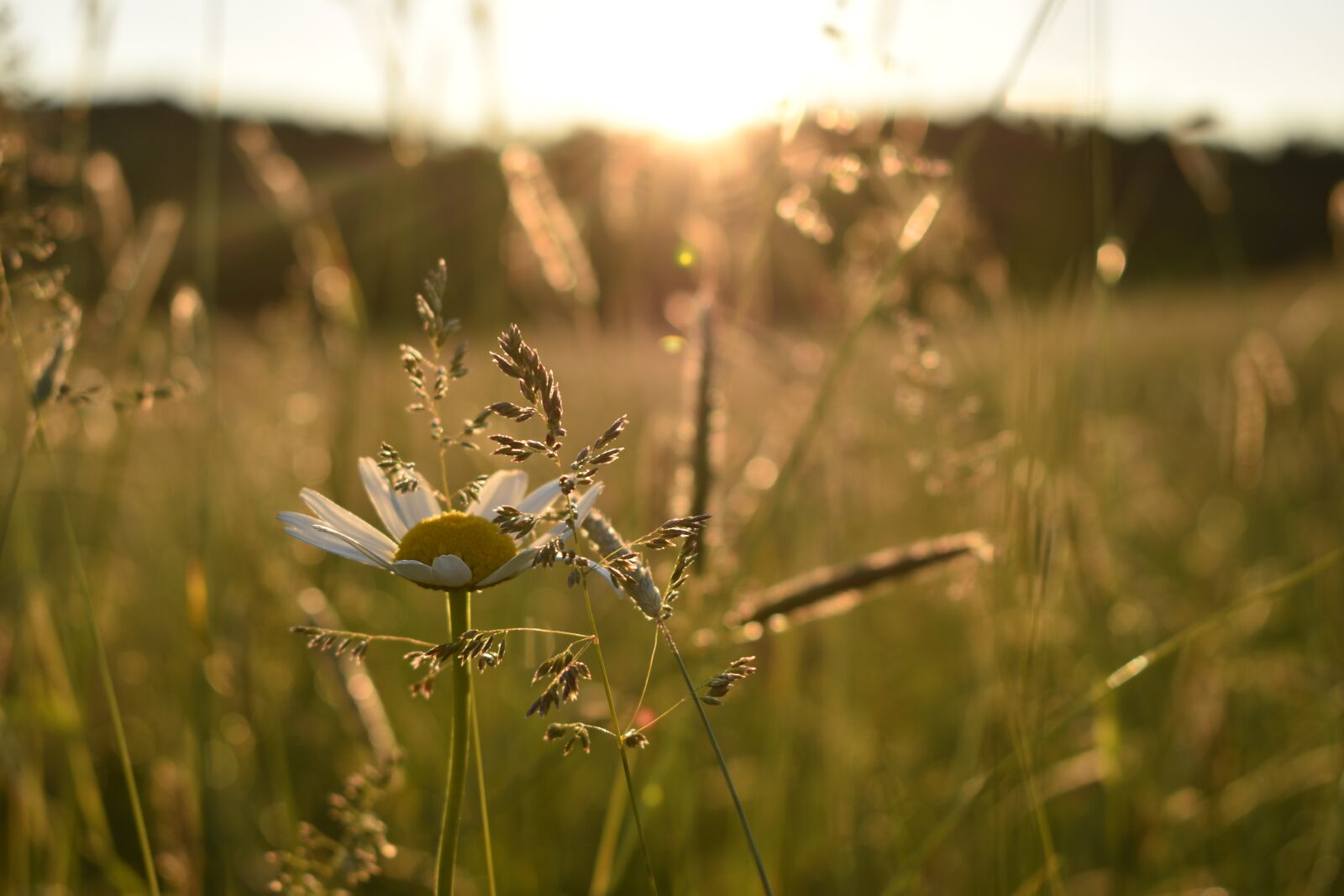 Nikon D3500 sample photo. Spring, sunrise, nature photography