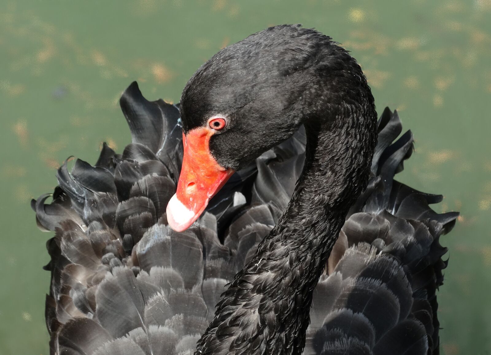 Sony Cyber-shot DSC-HX300 sample photo. Black swan, bird, stately photography