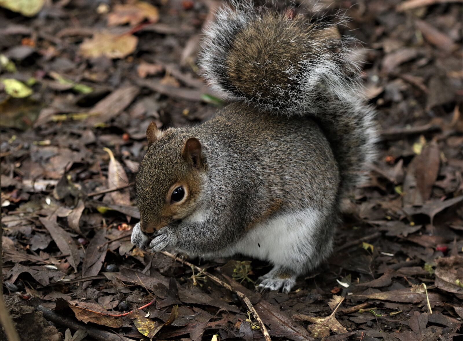 150-600mm F5-6.3 DG OS HSM | Contemporary 015 sample photo. Squirrel, feeding, nature photography