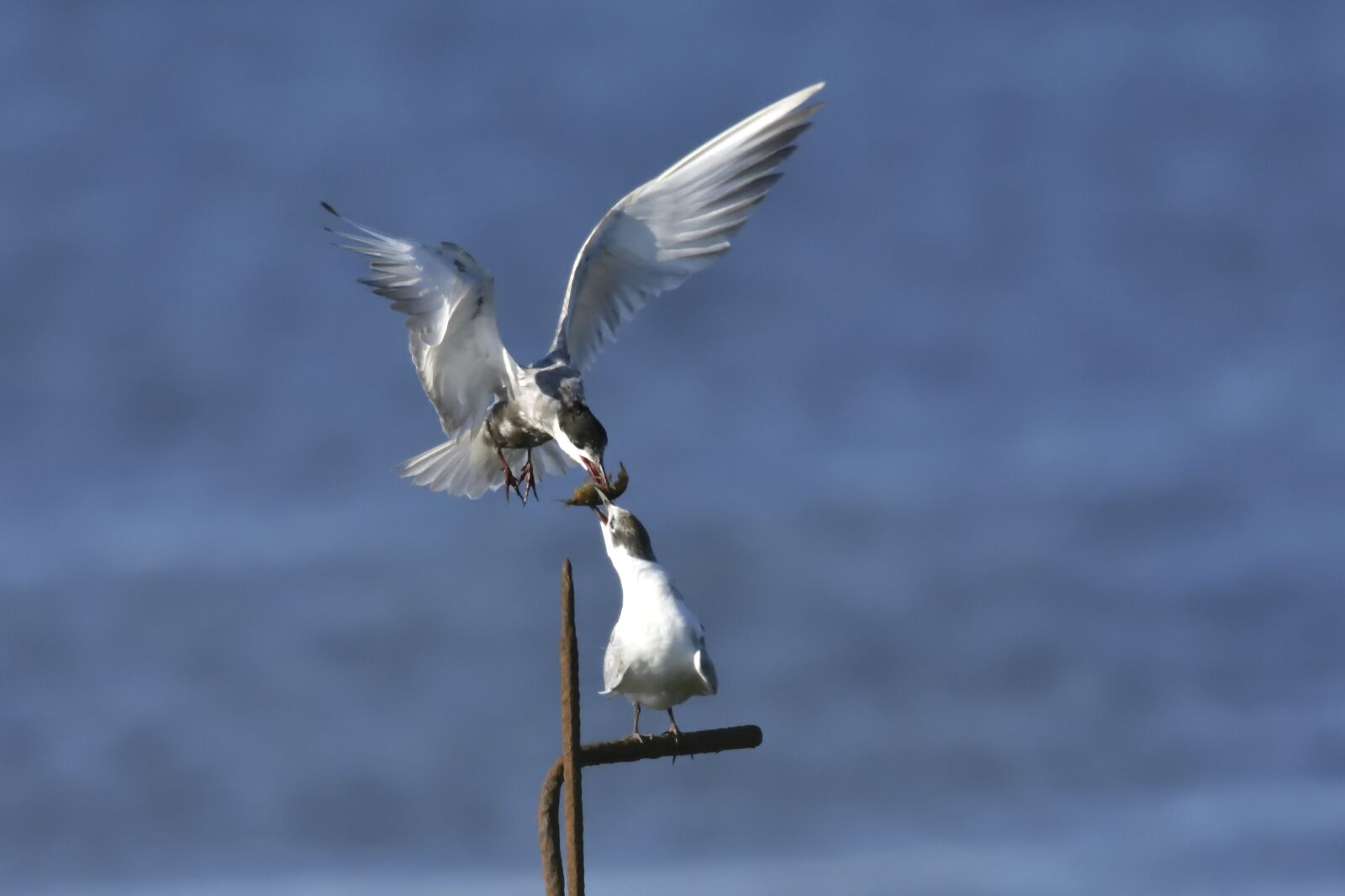 Nikon D7200 sample photo. Delta, ebro, common photography