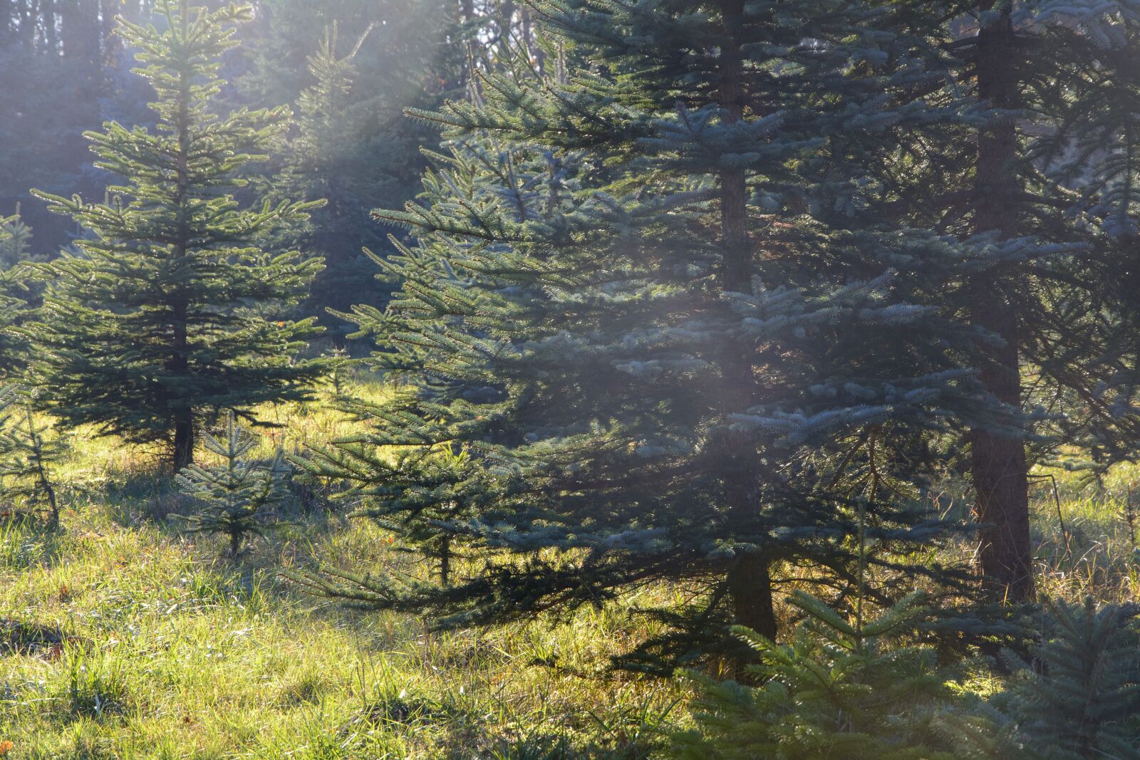 Nikon D7100 sample photo. Fir tree, christmas, conservation photography