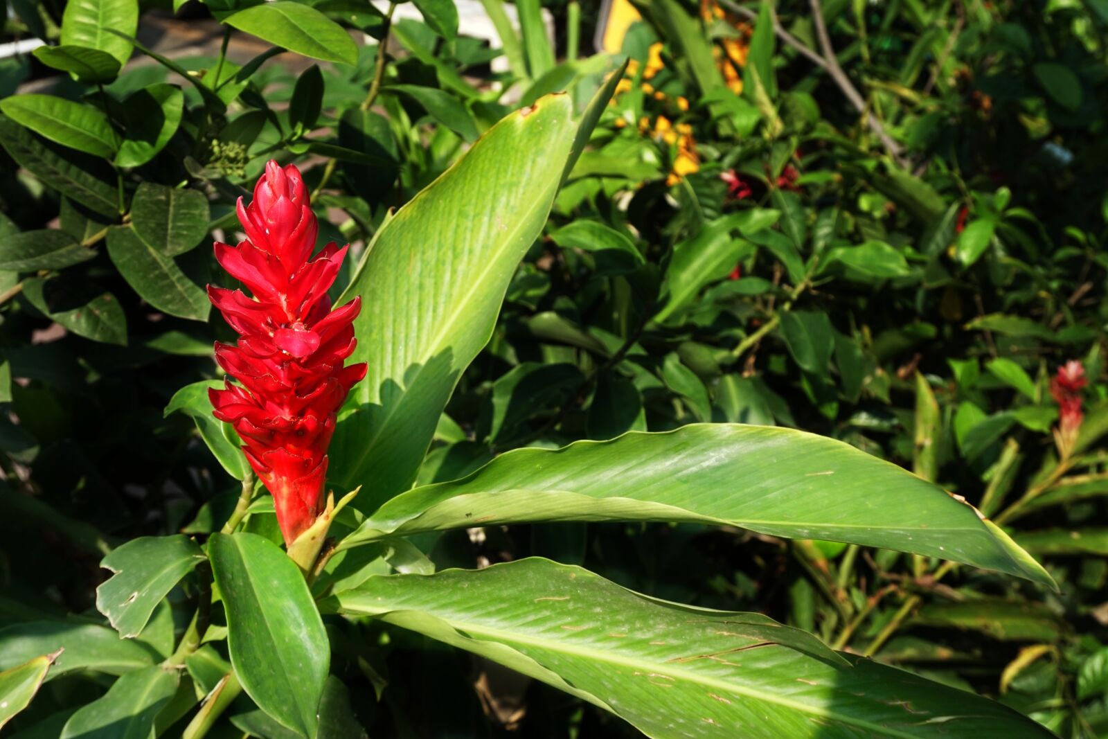 Sony a6300 sample photo. Red, ginger, herb photography