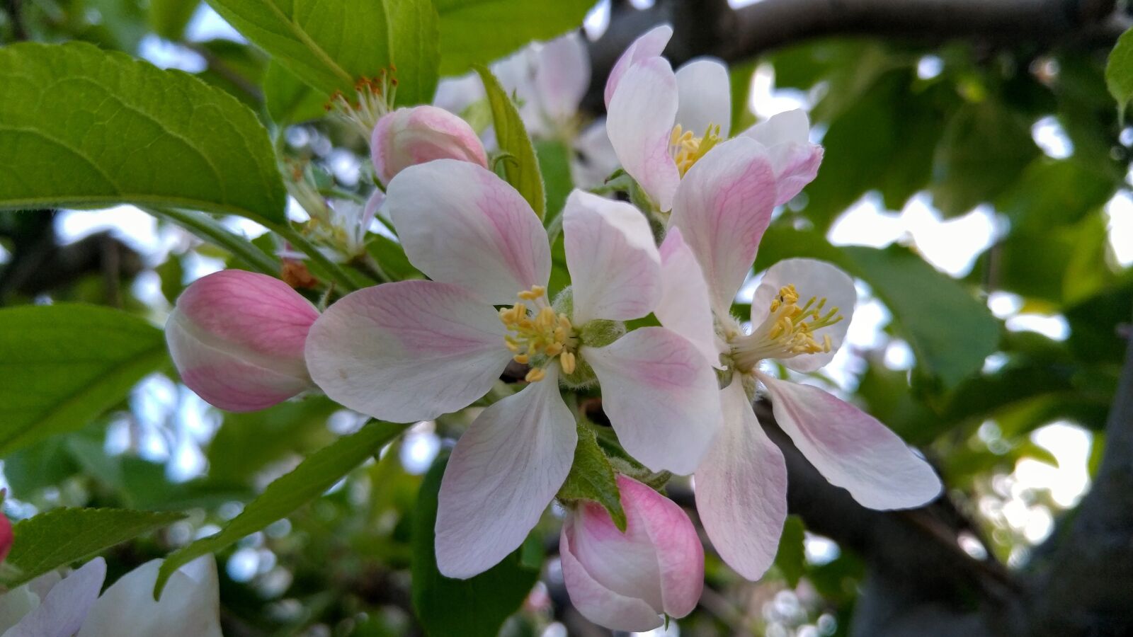 LG G4 sample photo. Pink, flower, the leaves photography