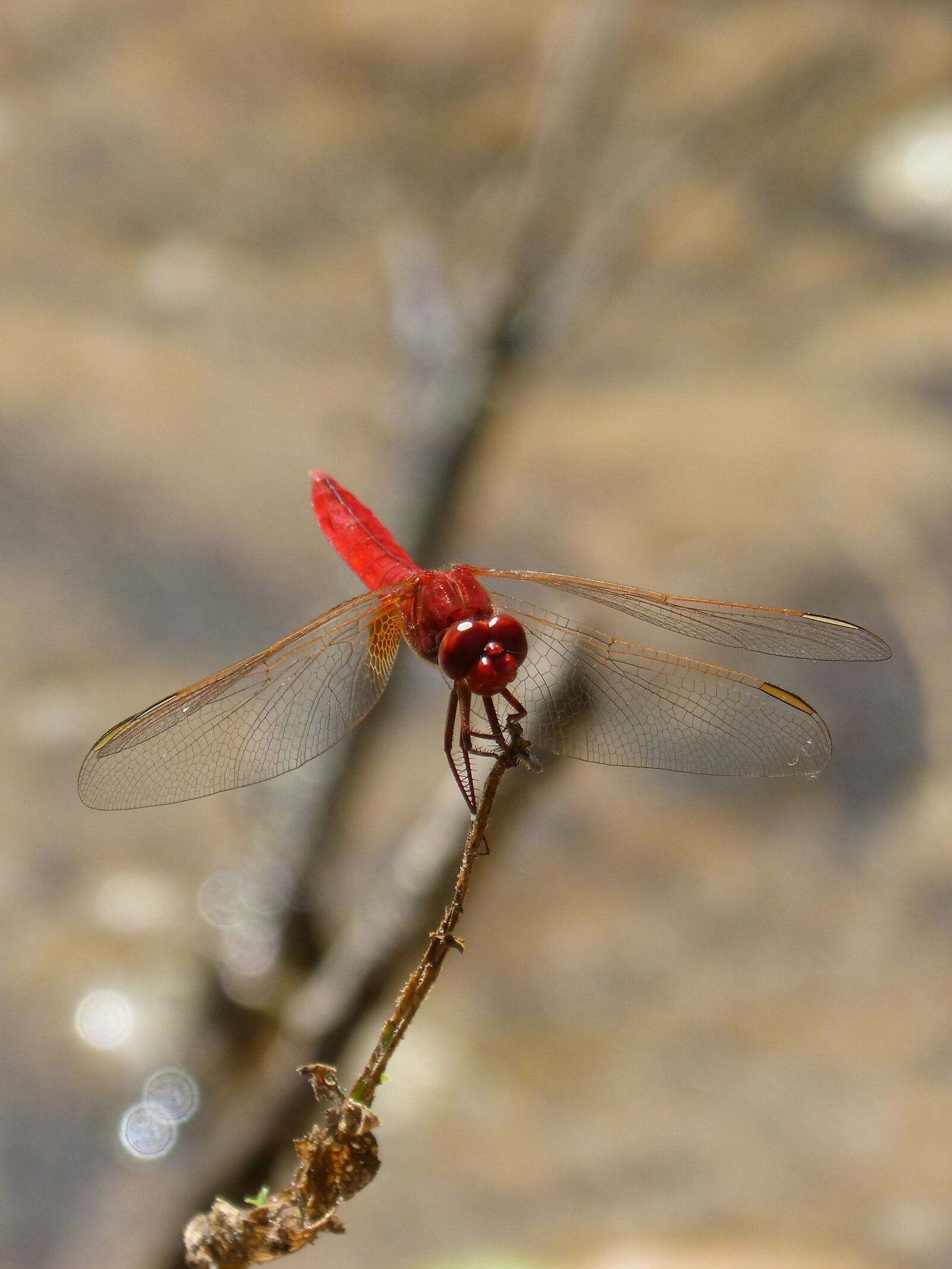 Panasonic DMC-FZ62 sample photo. Red dragonfly, branch, wetland photography