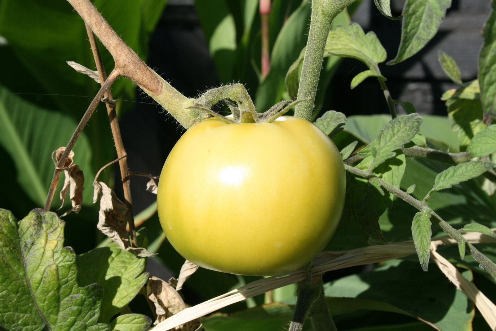 Canon EOS 400D (EOS Digital Rebel XTi / EOS Kiss Digital X) sample photo. Green tomatoes, garden, food photography