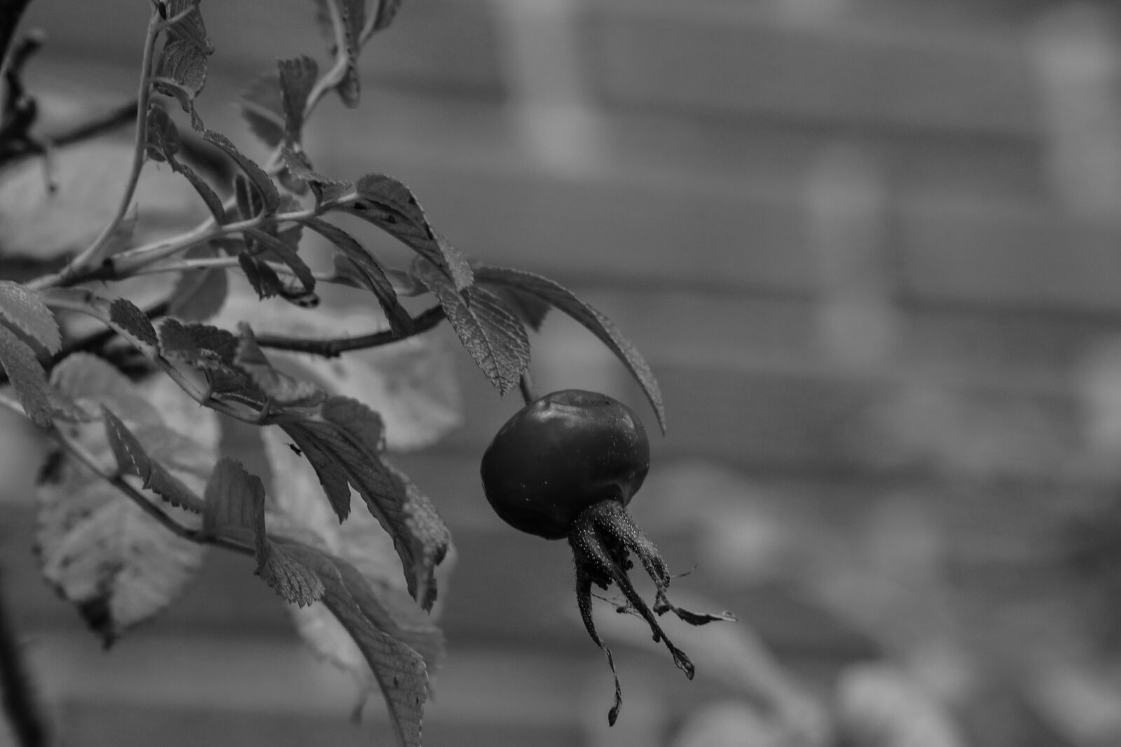 Canon EOS 7D Mark II sample photo. Herb, rose-hip, plant photography