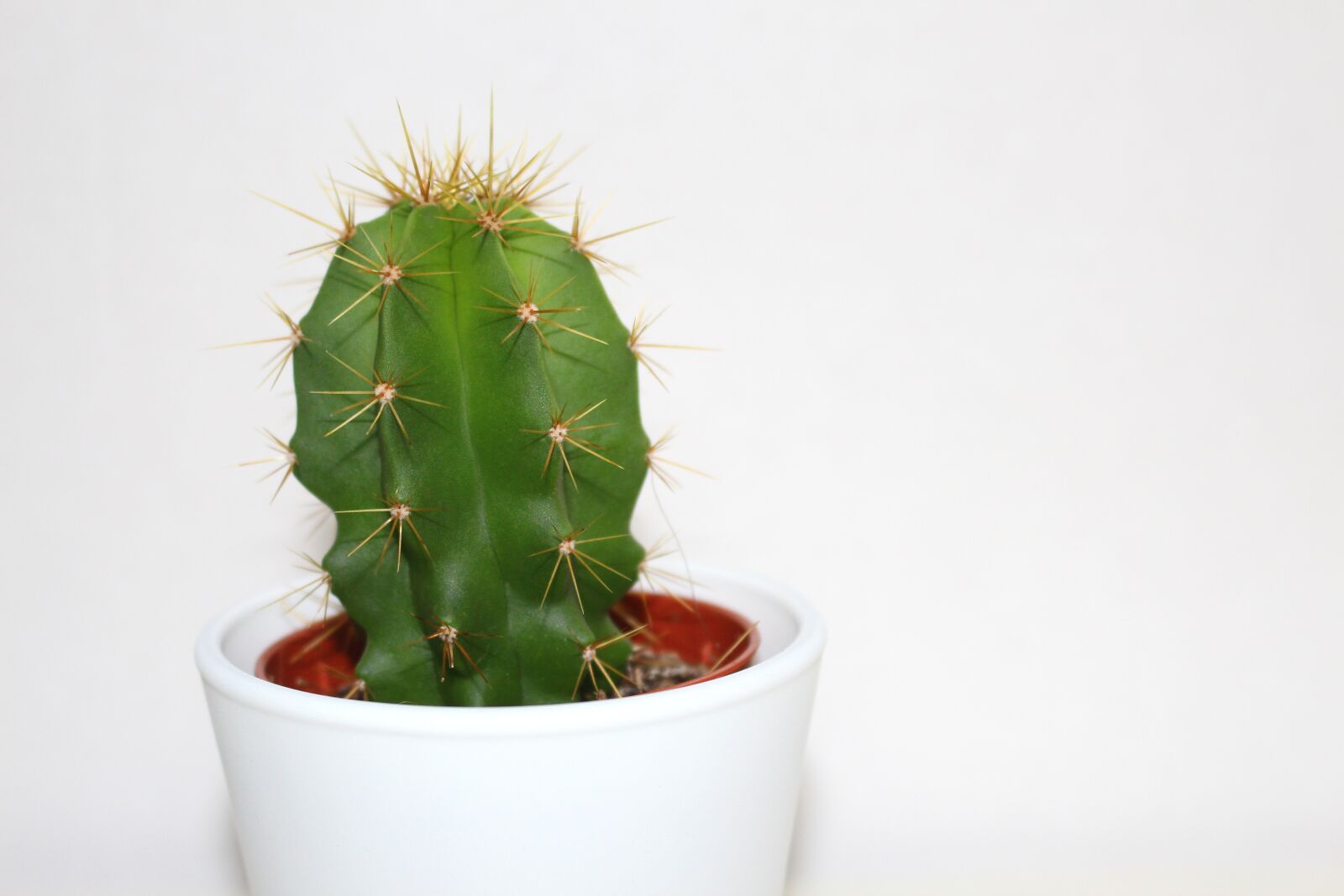 Canon EOS 700D (EOS Rebel T5i / EOS Kiss X7i) sample photo. Cactus, houseplant, green photography