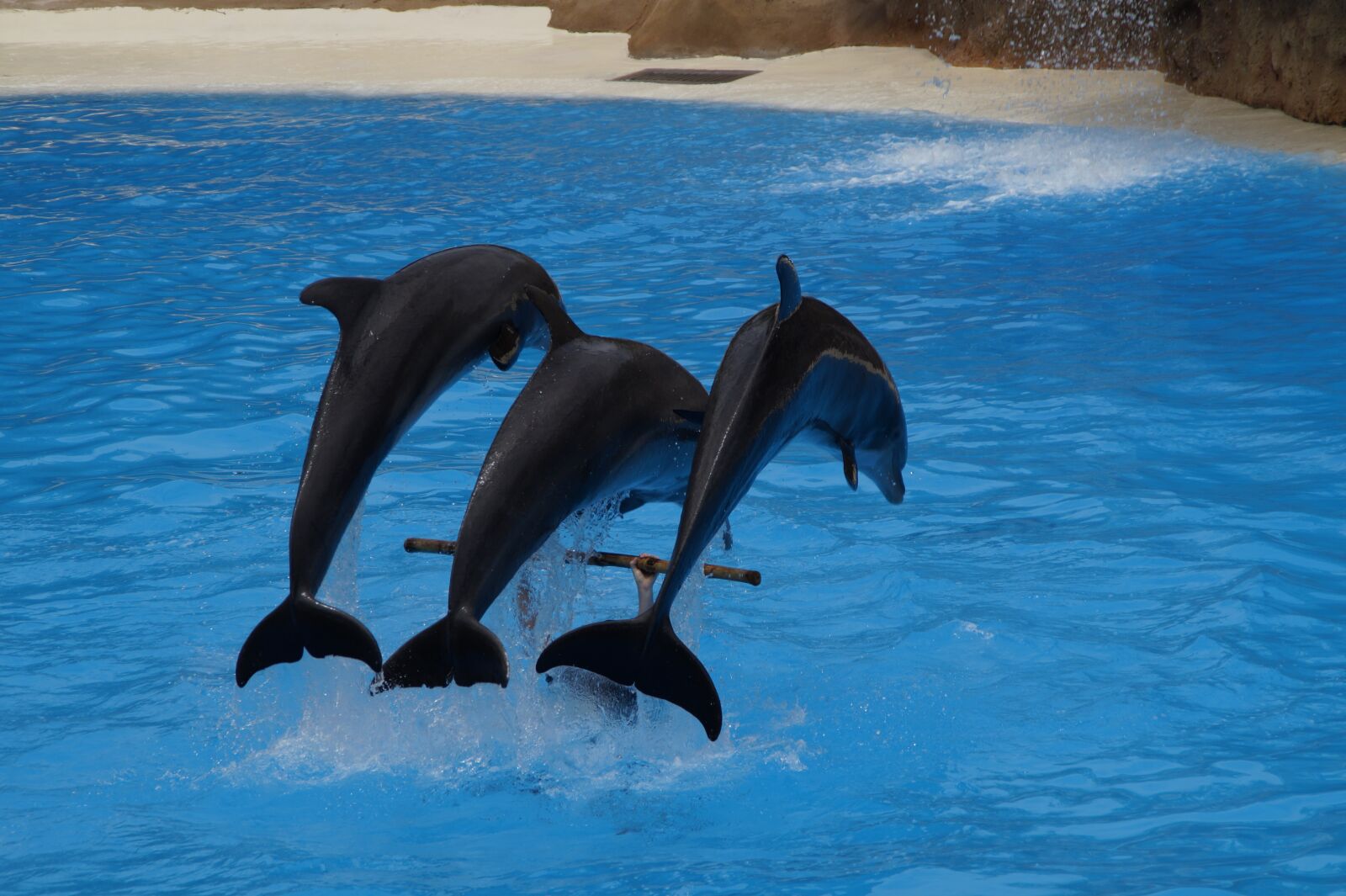 Sony SLT-A58 sample photo. Dolphins, swim, dolphin photography