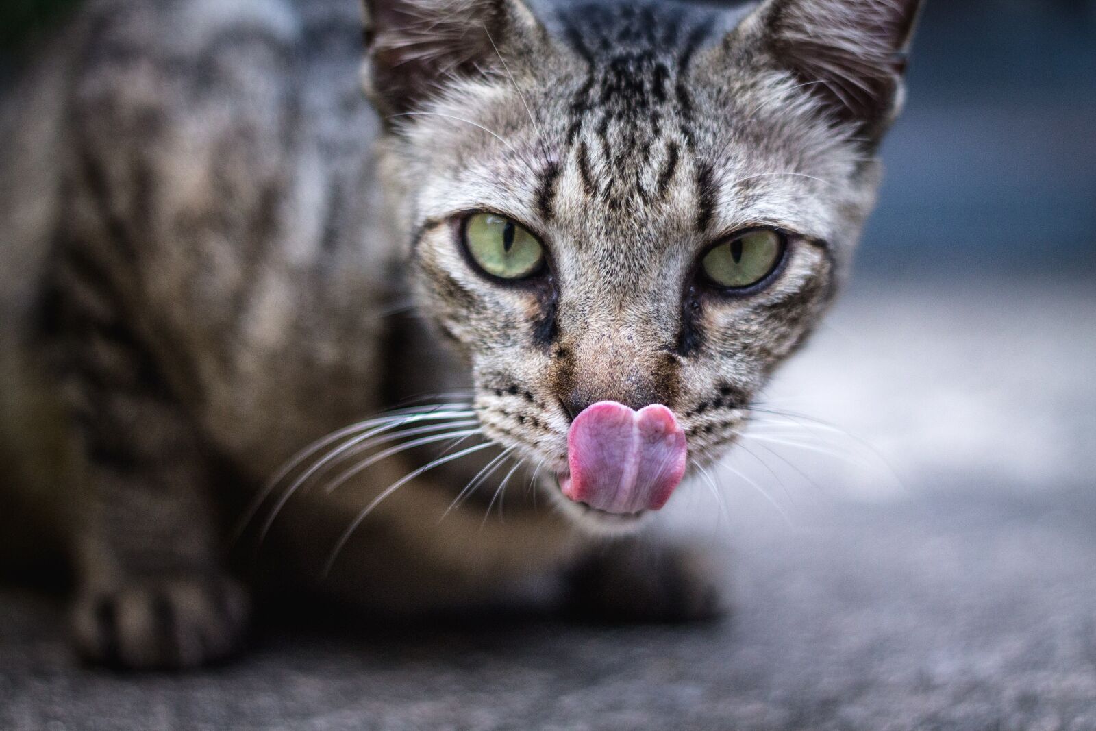 Canon EOS 1100D (EOS Rebel T3 / EOS Kiss X50) + Canon EF 50mm F1.8 II sample photo. Cat, tongue, animal photography