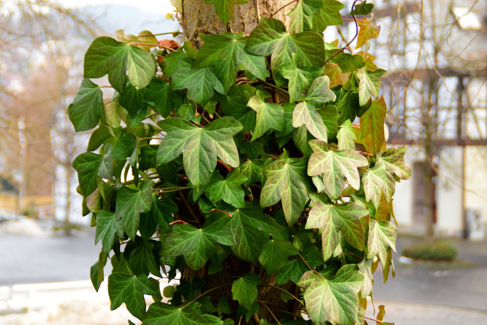 Nikon D5300 sample photo. Ivy, green, climber plant photography