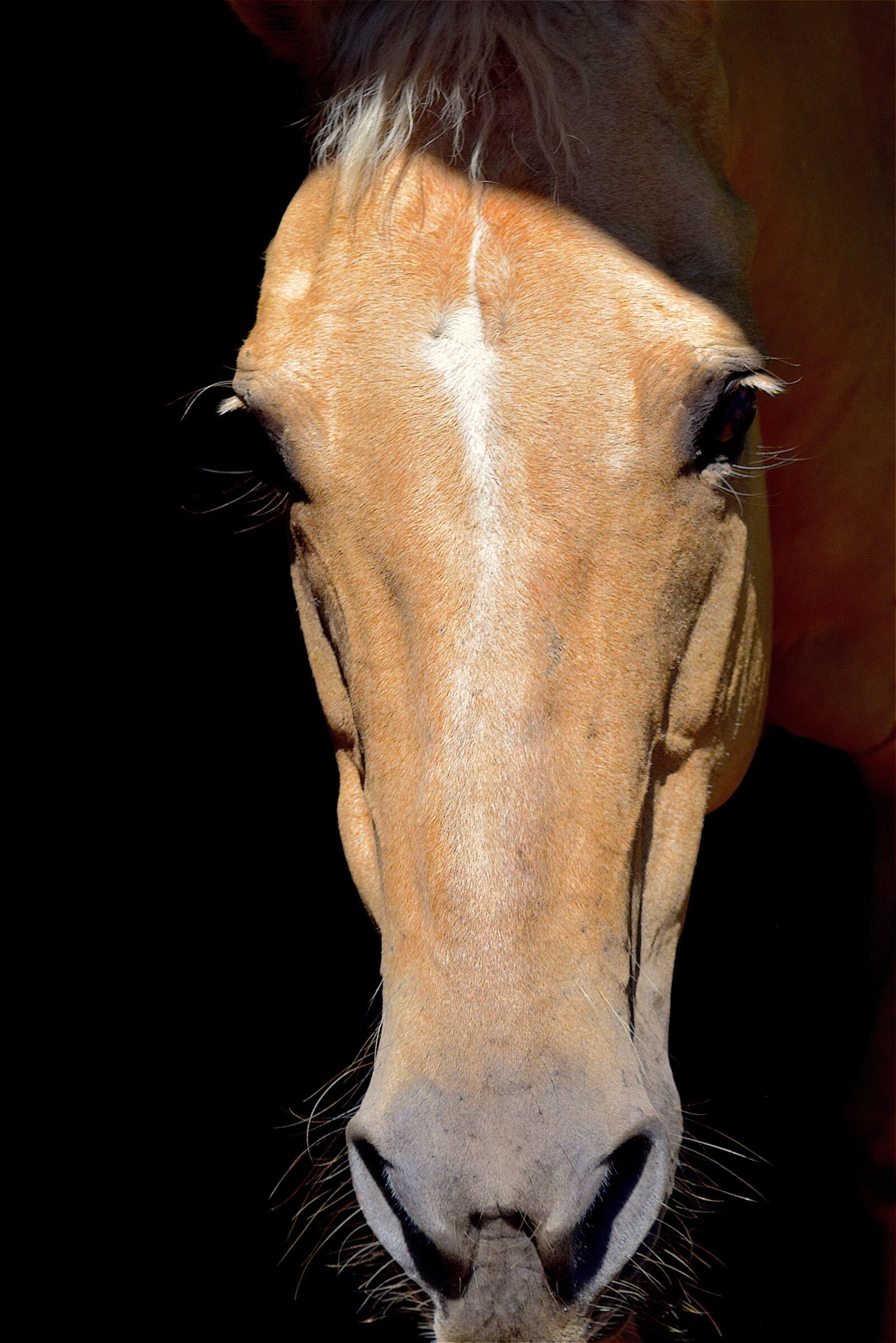 Nikon D3300 sample photo. Horse, portrait, shadow photography
